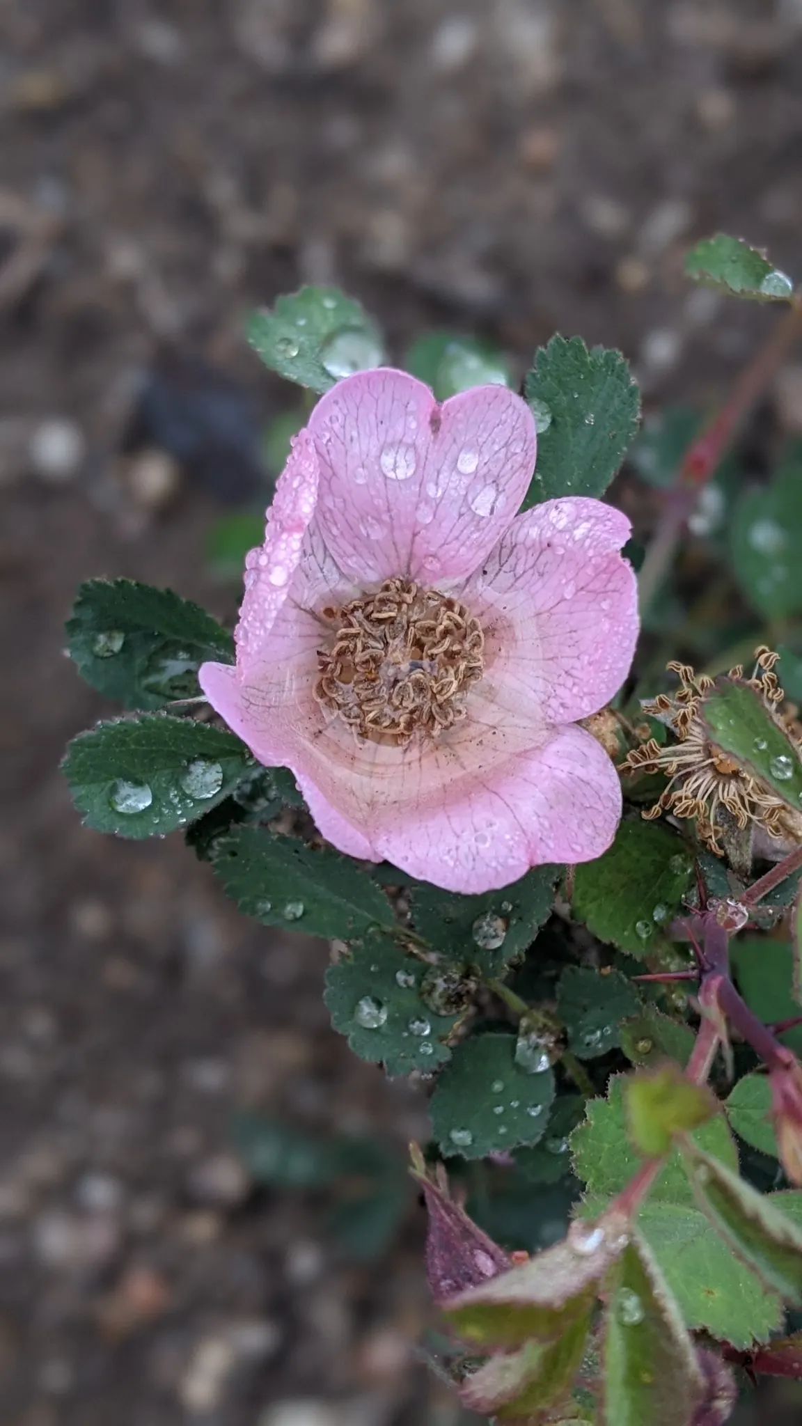 Coastal Woods Rose (Rosa gymnocarpa) — loamy soils and can tolerate partial shade