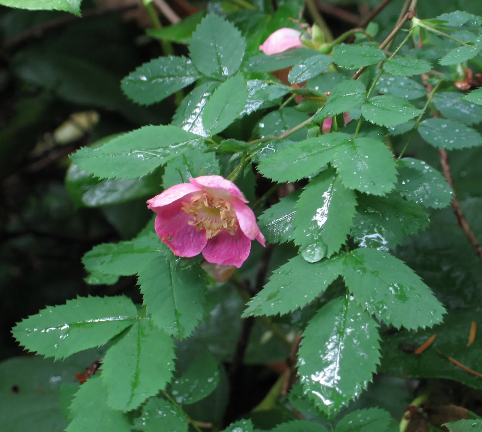 Coastal Woods Rose (Rosa gymnocarpa) — with each leaf bearing 5 to 9 elegantly toothed leaflets
