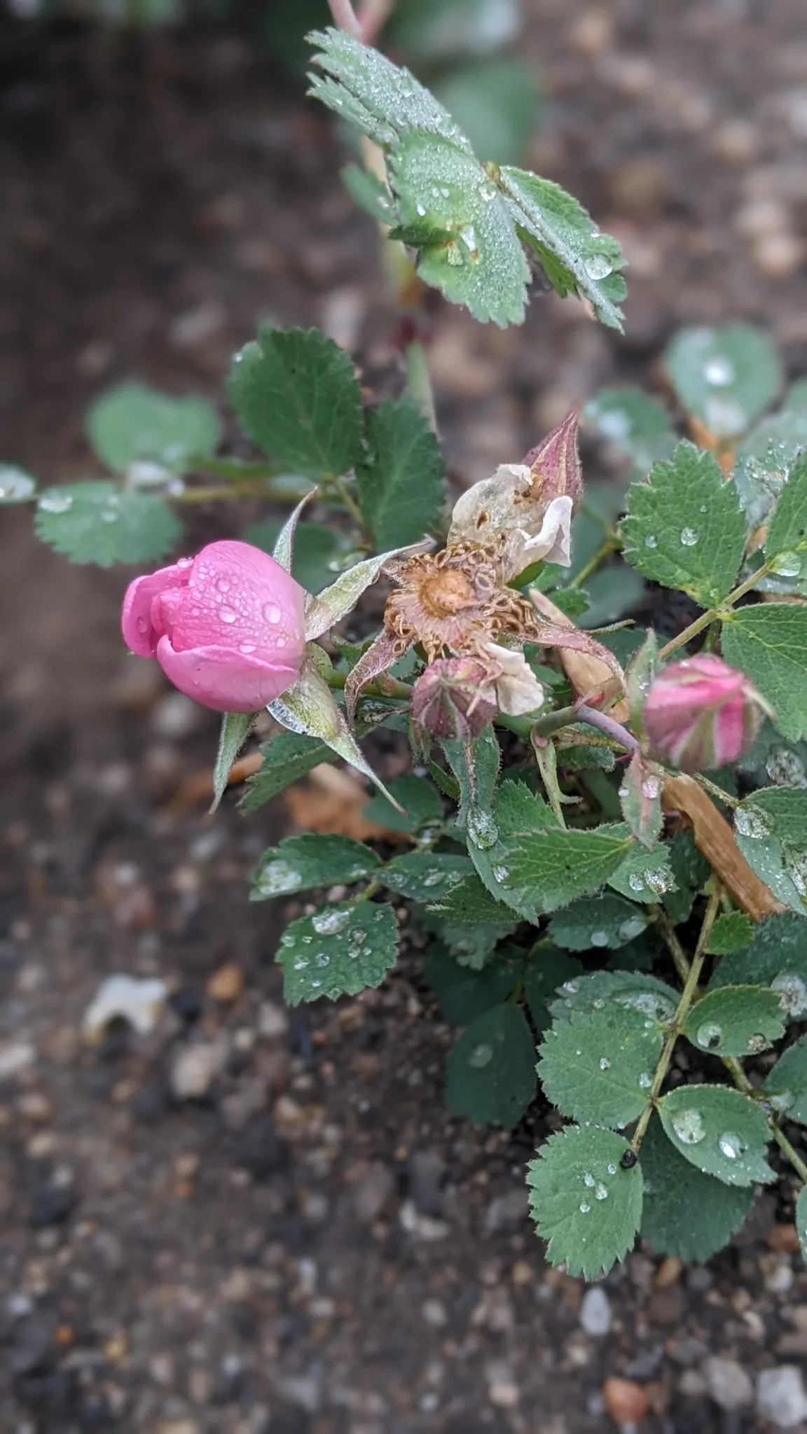 Coastal Woods Rose (Rosa gymnocarpa) — These leaves provide a lush, green backdrop throughout the growing season; is a graceful addition to any Pacific