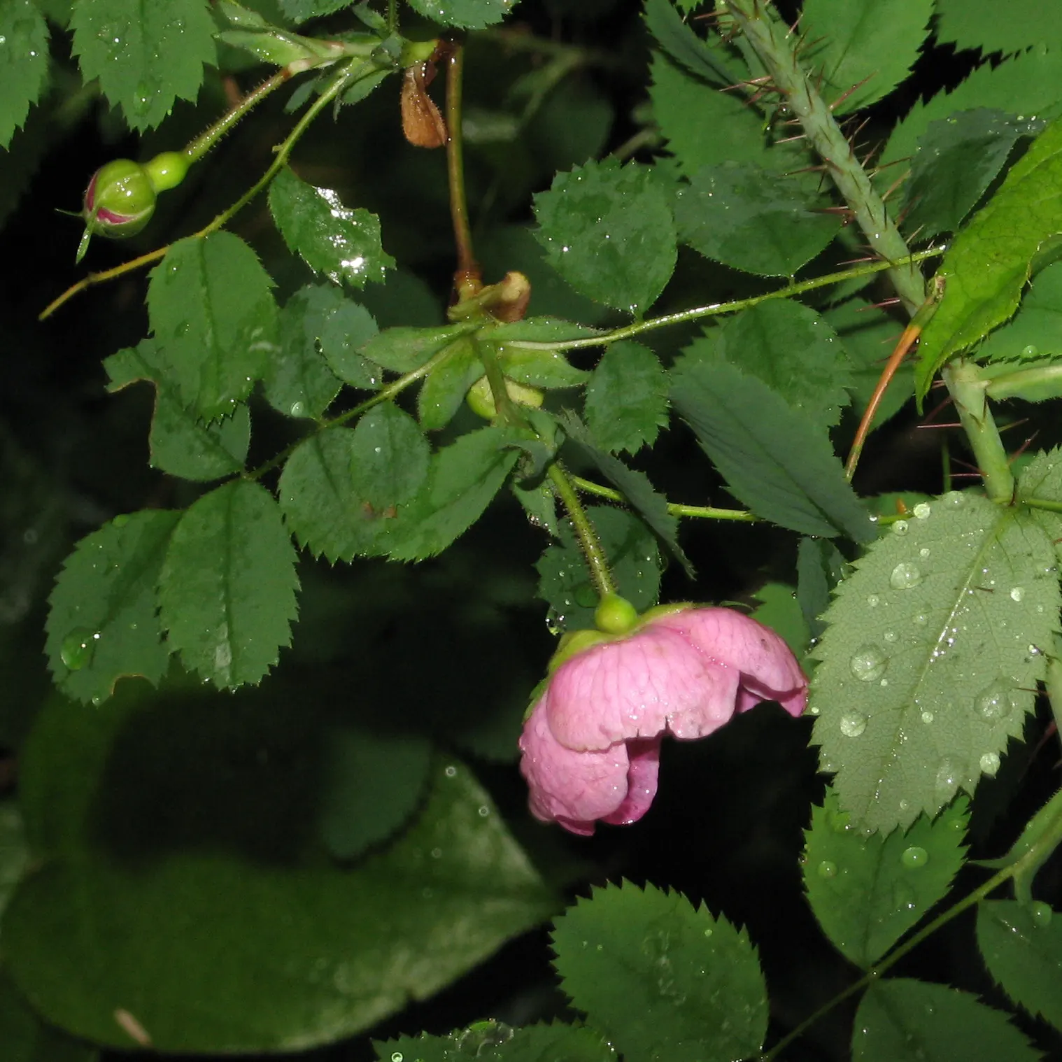 Coastal Woods Rose (Rosa gymnocarpa) — is a graceful addition to any Pacific Northwest landscape design