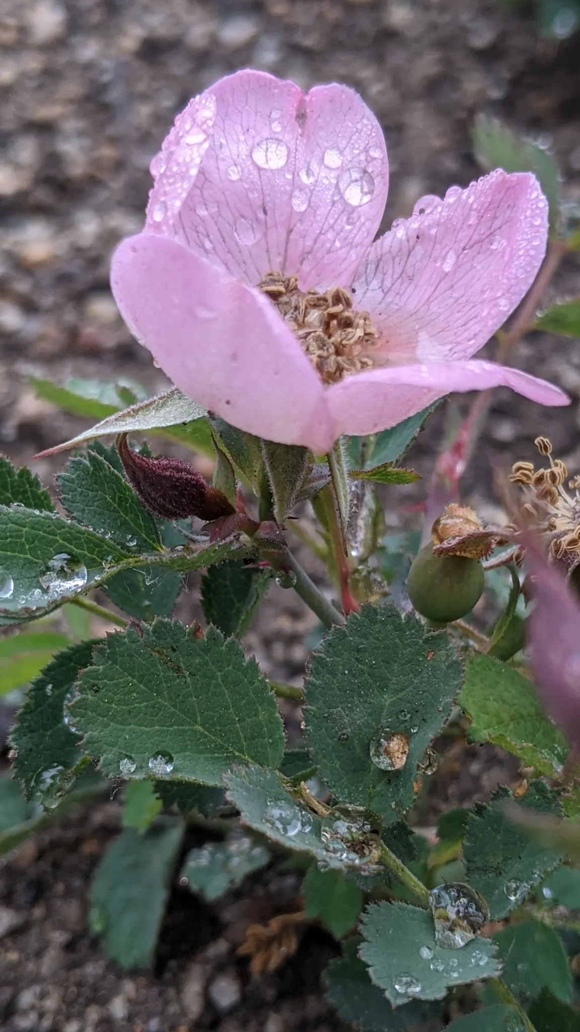 Coastal Woods Rose (Rosa gymnocarpa) — this deciduous shrub is adept at thriving in USDA zones 7 through 9; mature specimens reach a moderate size of 3 to 6