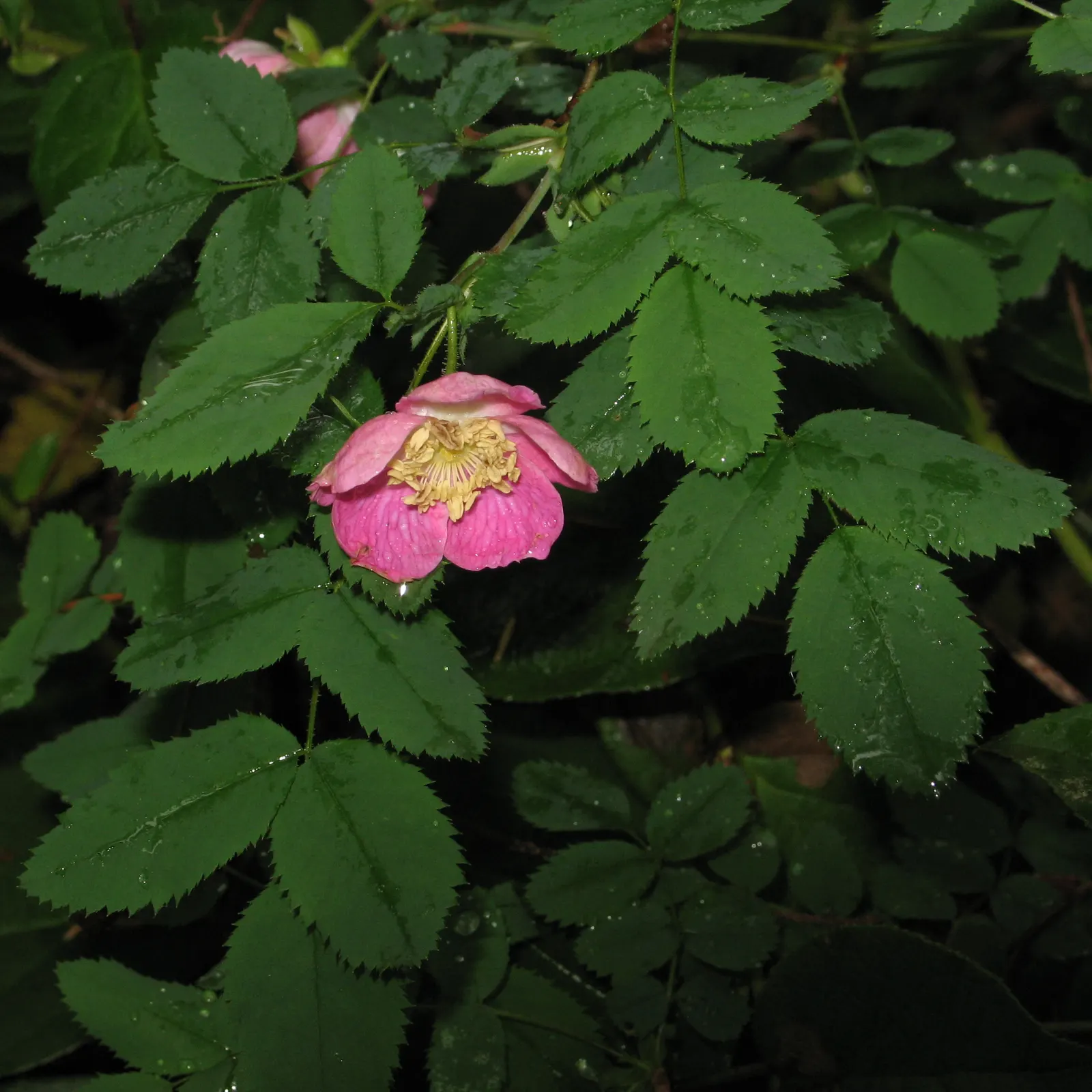Coastal Woods Rose (Rosa gymnocarpa) — shrub with white blooms