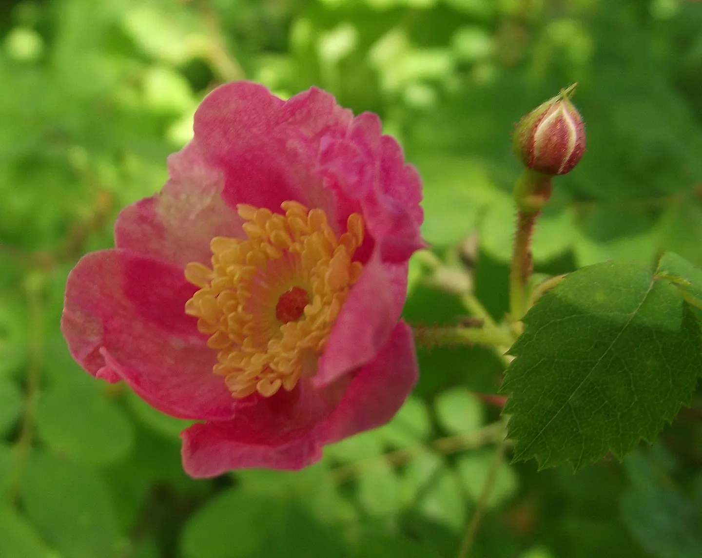 Coastal Woods Rose (Rosa gymnocarpa) — attracting birds and adding winter interest to any garden space