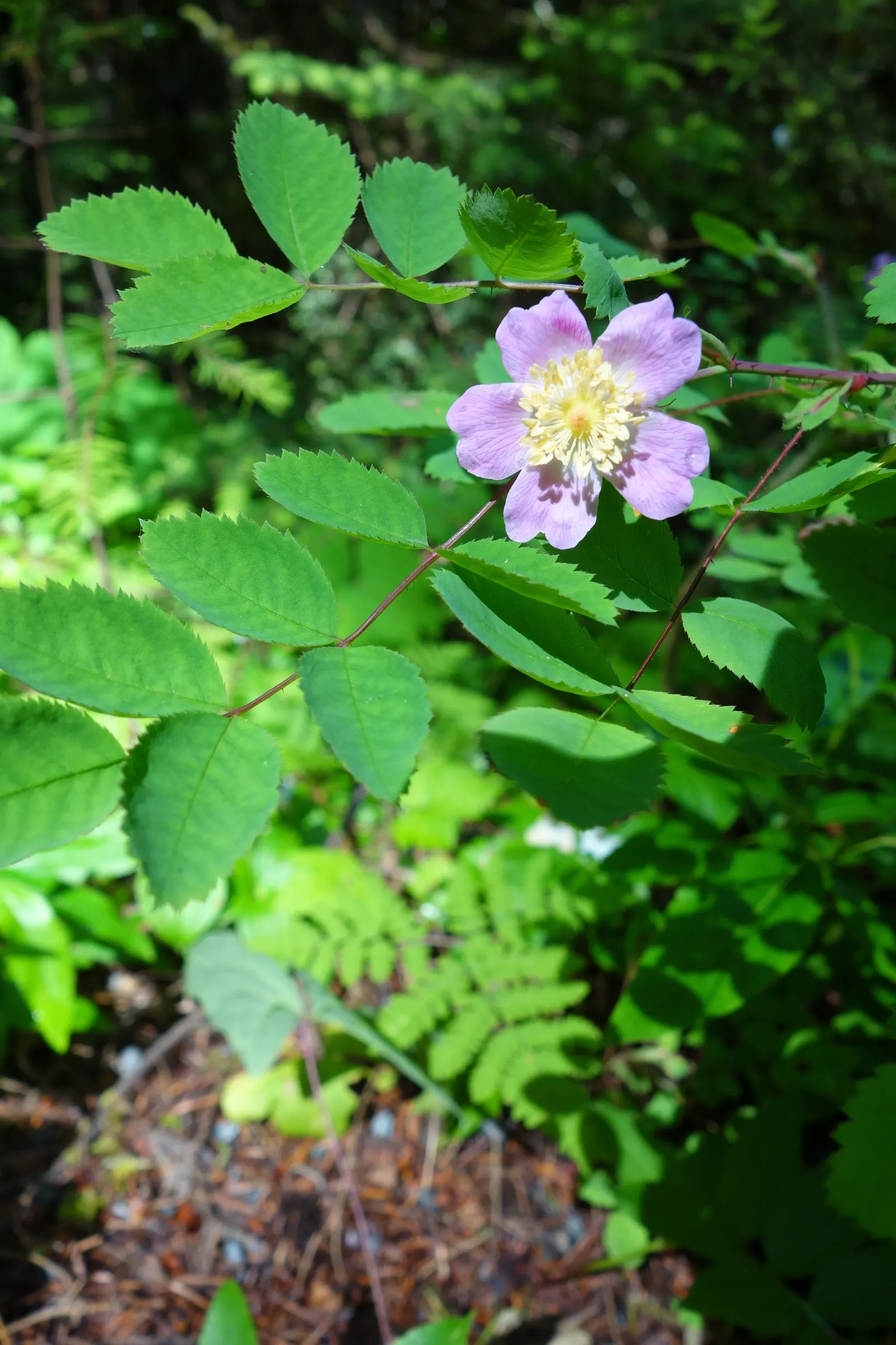 Coastal Woods Rose (Rosa gymnocarpa) — The Rosa gymnocarpa, or Coastal Wood Rose, is a delicate, North American native shrub
