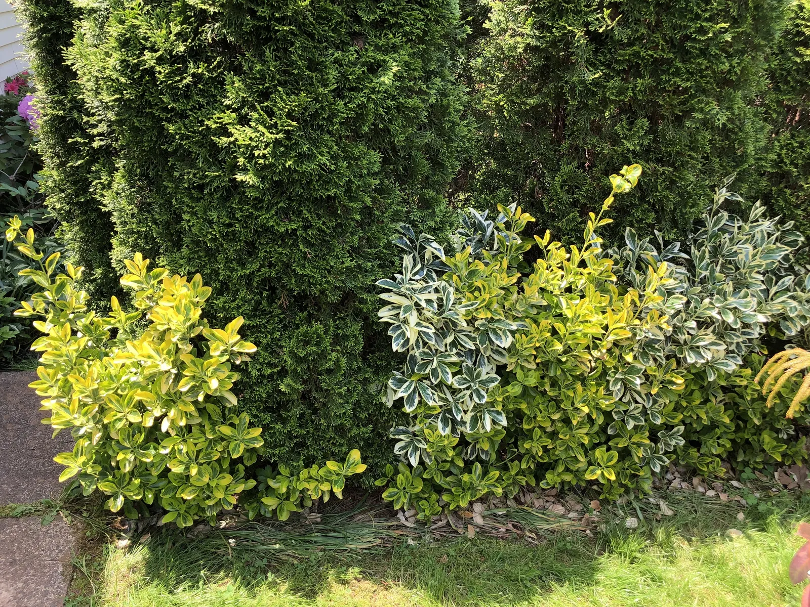 Silver King Euonymus (Euonymus Japonicus 'Silver King') — Regular pruning maintains its dense, regal appearance