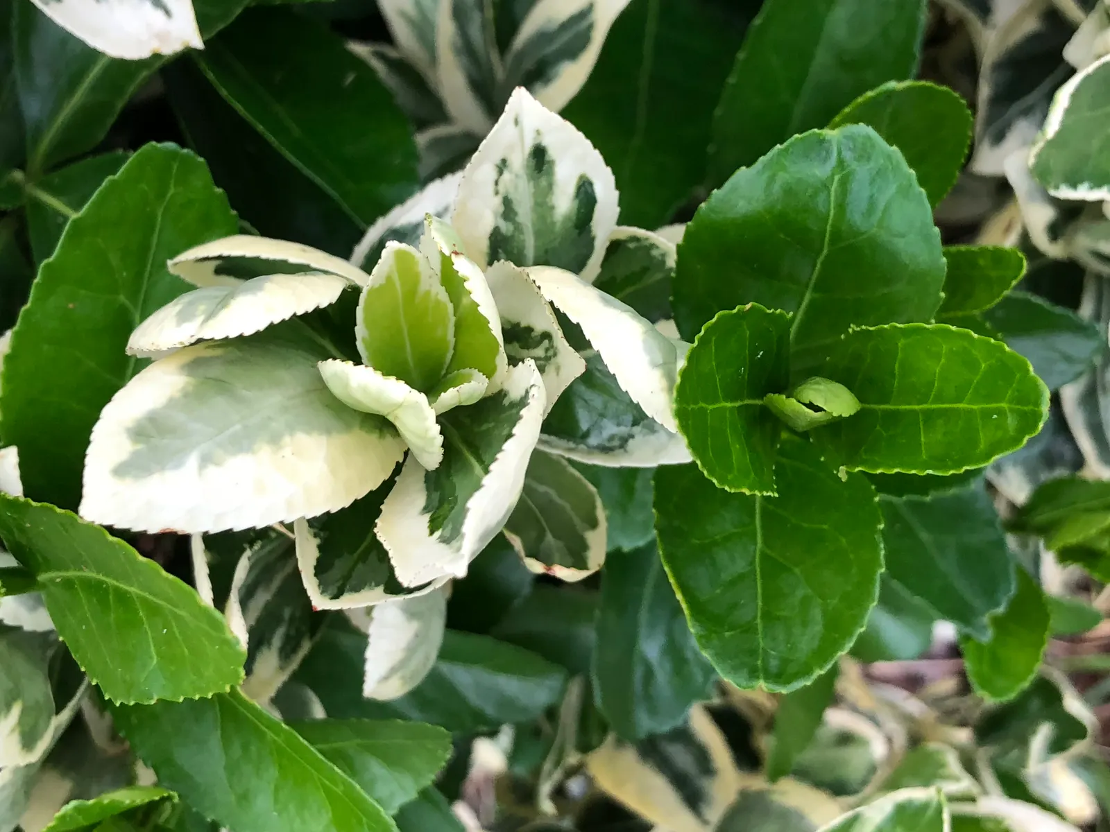 Silver King Euonymus (Euonymus Japonicus 'Silver King') — adding a striking contrast to the landscape throughout the year