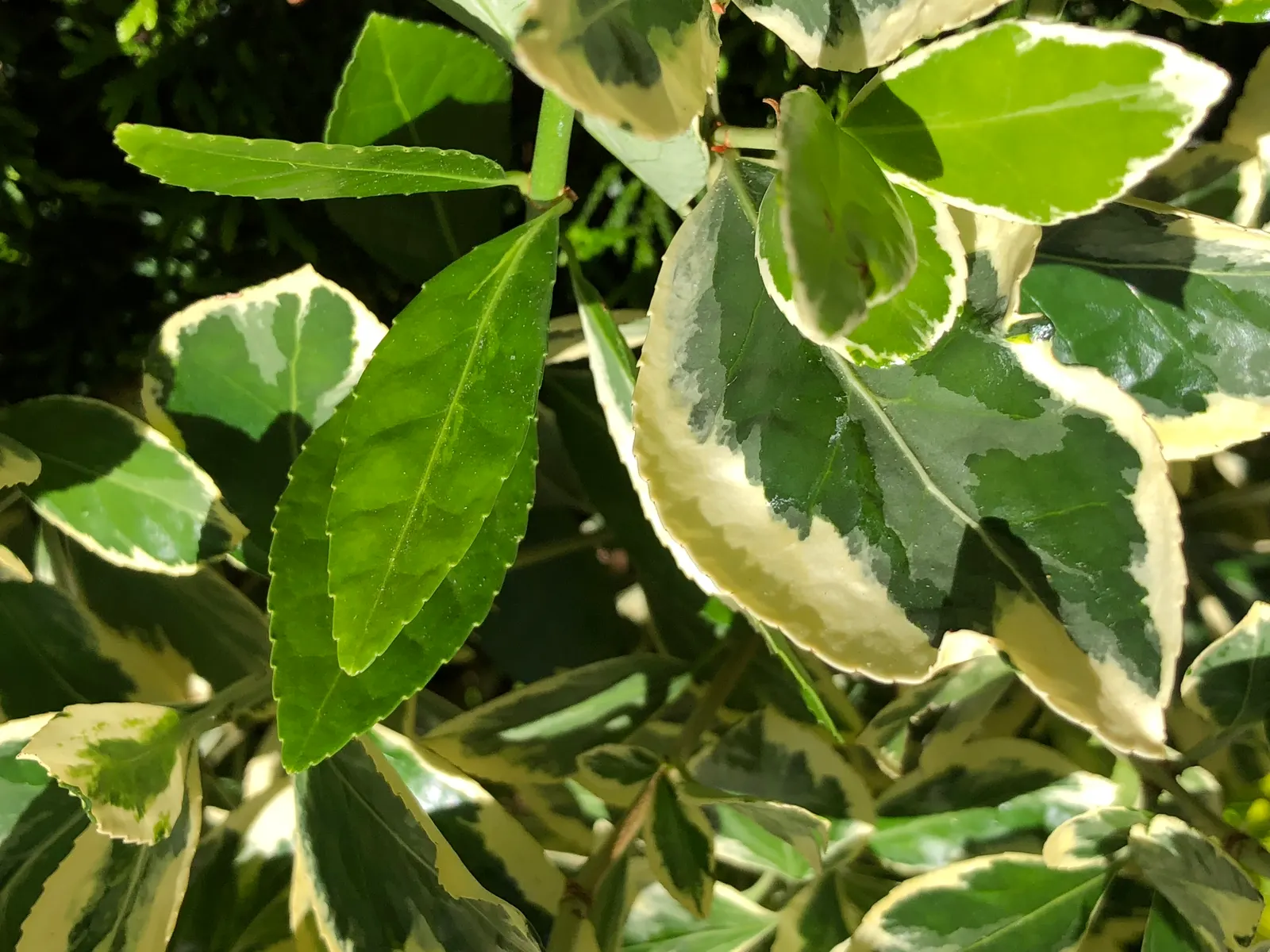 Silver King Euonymus (Euonymus Japonicus 'Silver King') — this plant offers a robust