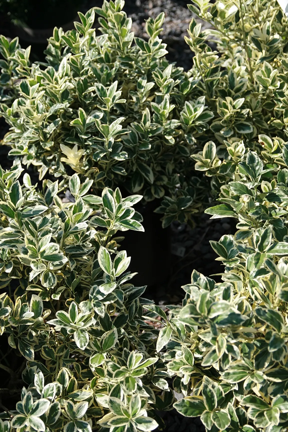 Silver King Euonymus (Euonymus Japonicus 'Silver King') — Ideal for creating hedges or topiary; it grows to a mature height of 4-6 feet with a width of 2-4 feet