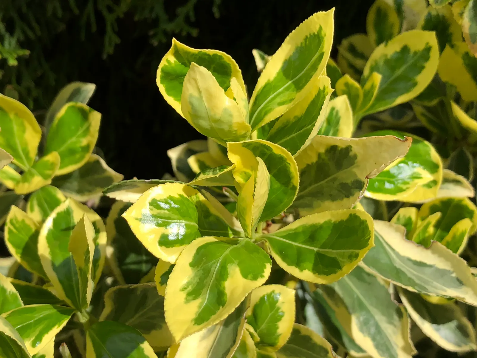 Silver King Euonymus (Euonymus Japonicus 'Silver King') — prized for its distinctive foliage and versatile nature