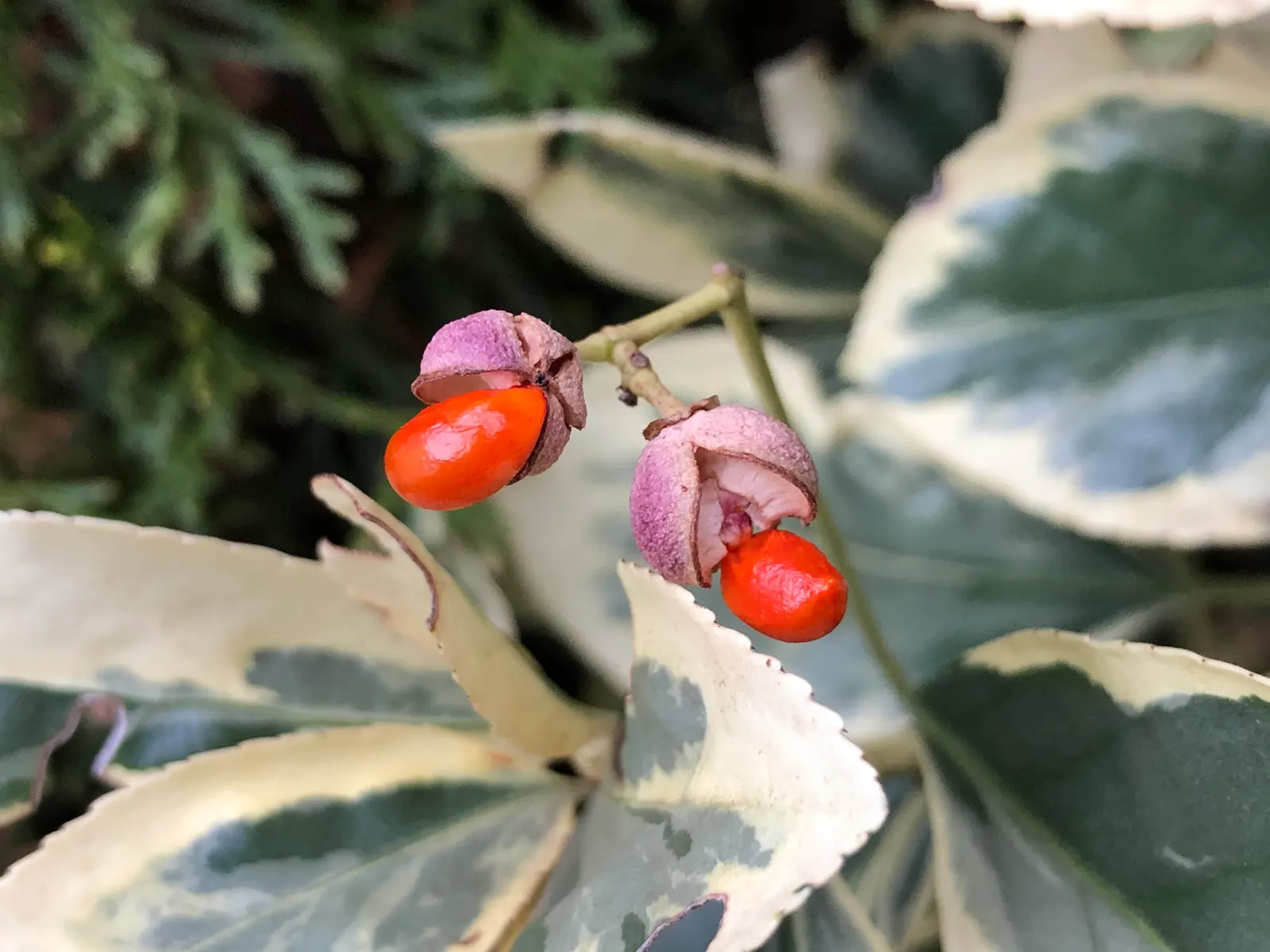 Silver King Euonymus (Euonymus Japonicus 'Silver King') — is a standout evergreen shrub in any ornamental garden