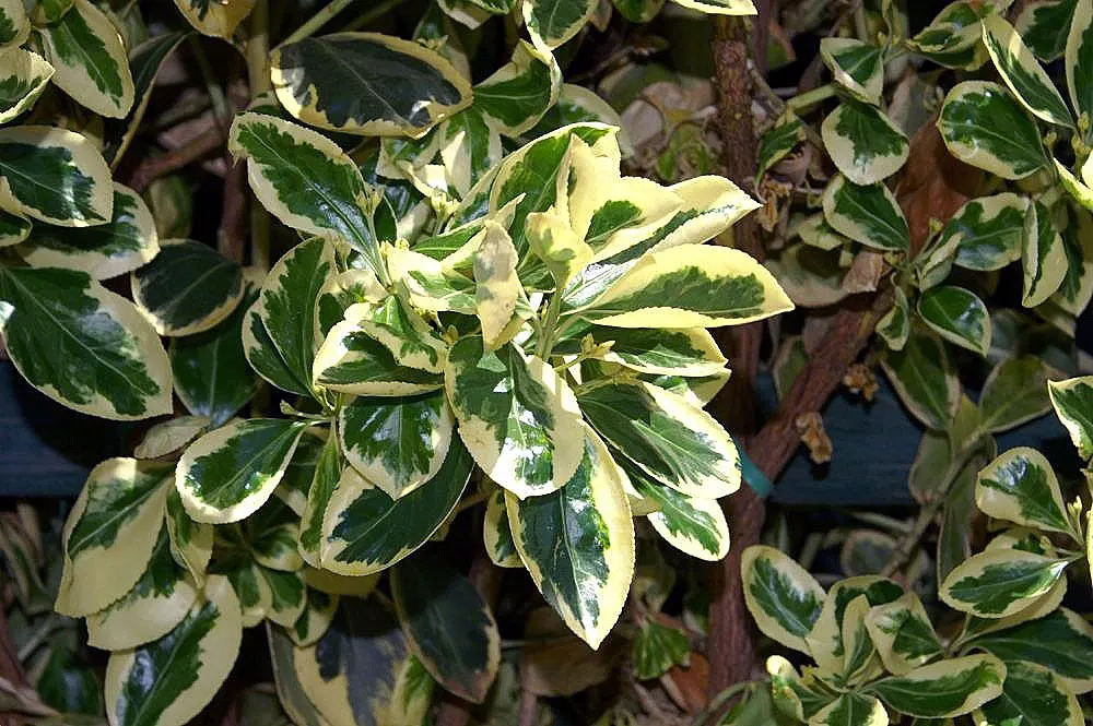 Silver King Euonymus (Euonymus Japonicus 'Silver King') — This hardy plant thrives in USDA zones 6-9, enjoys full sun to partial shade, and requires