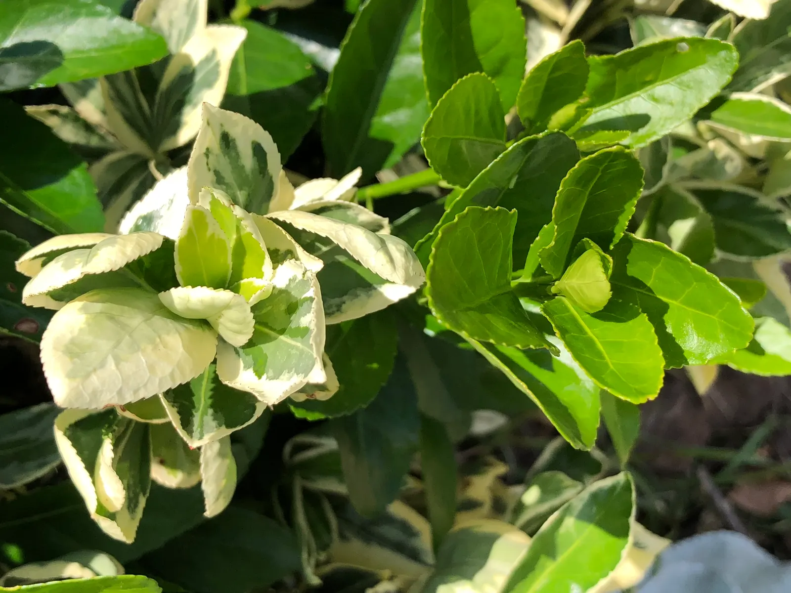 Silver King Euonymus (Euonymus Japonicus 'Silver King') — with a dark green center and irregular margins variegated with creamy white
