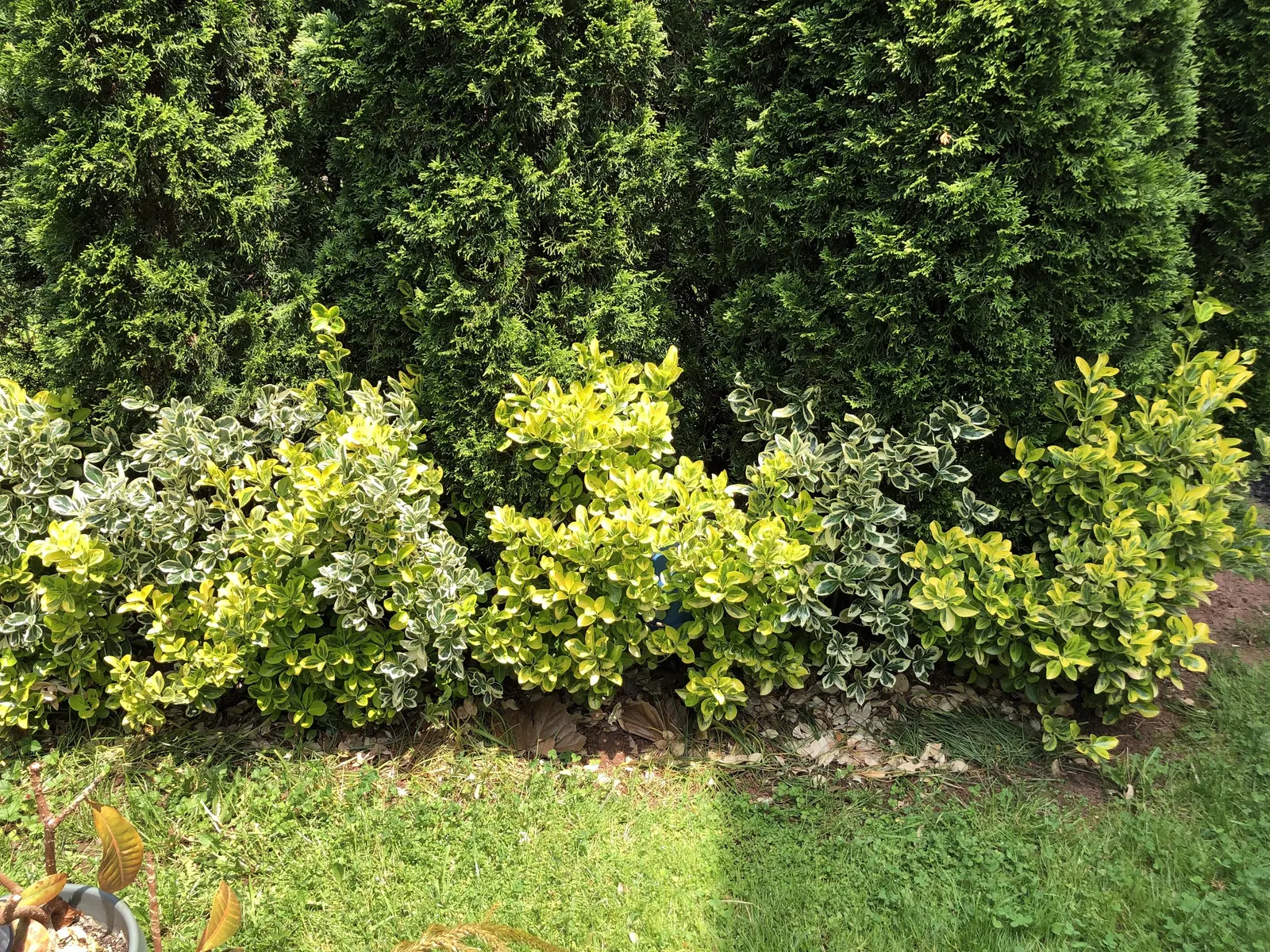 Silver King Euonymus (Euonymus Japonicus 'Silver King') — scientifically named Euonymus japonicus 'Silver King'