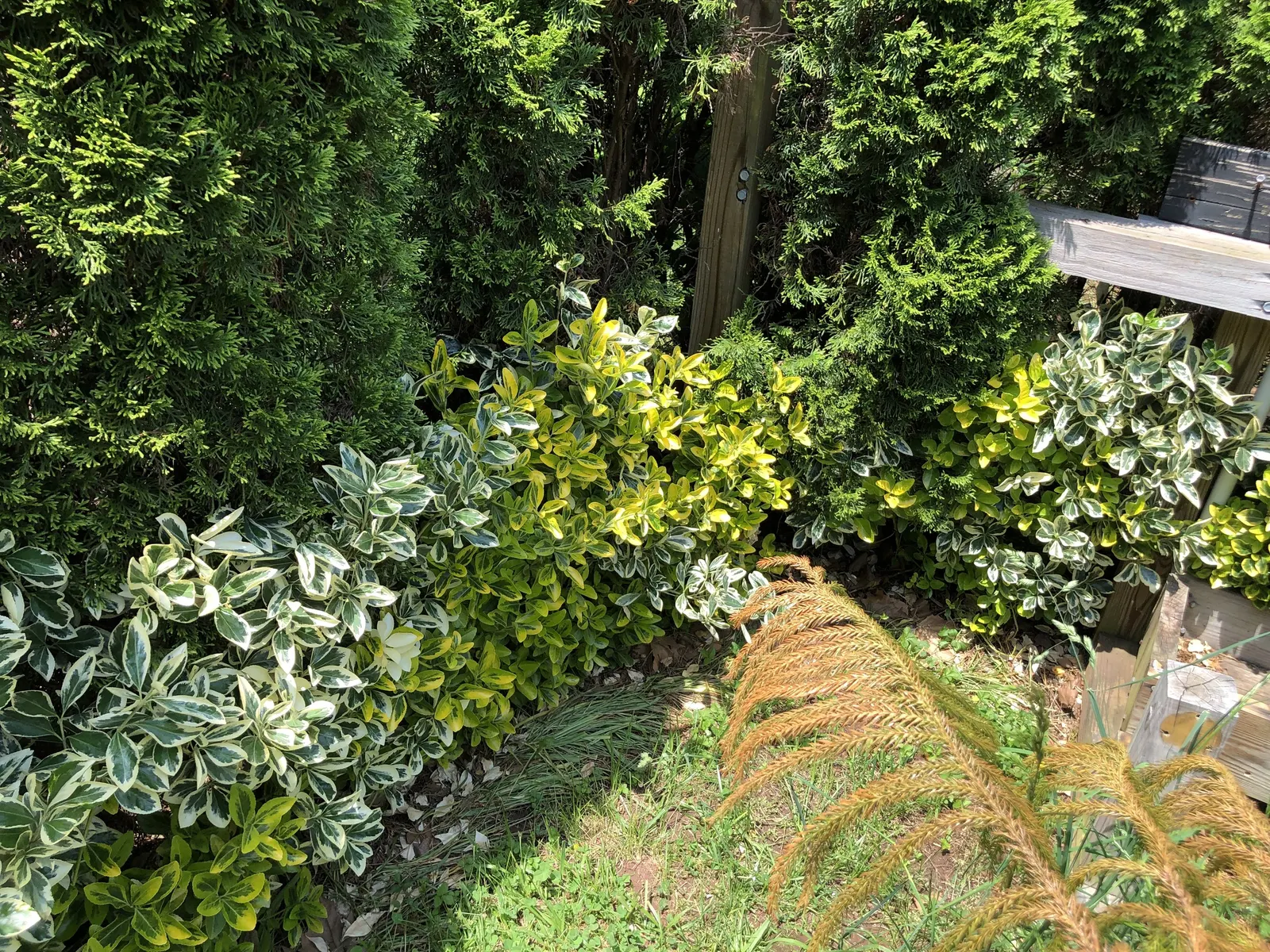 Silver King Euonymus (Euonymus Japonicus 'Silver King') — is a striking evergreen shrub known for its glossy green leaves edged with creamy white
