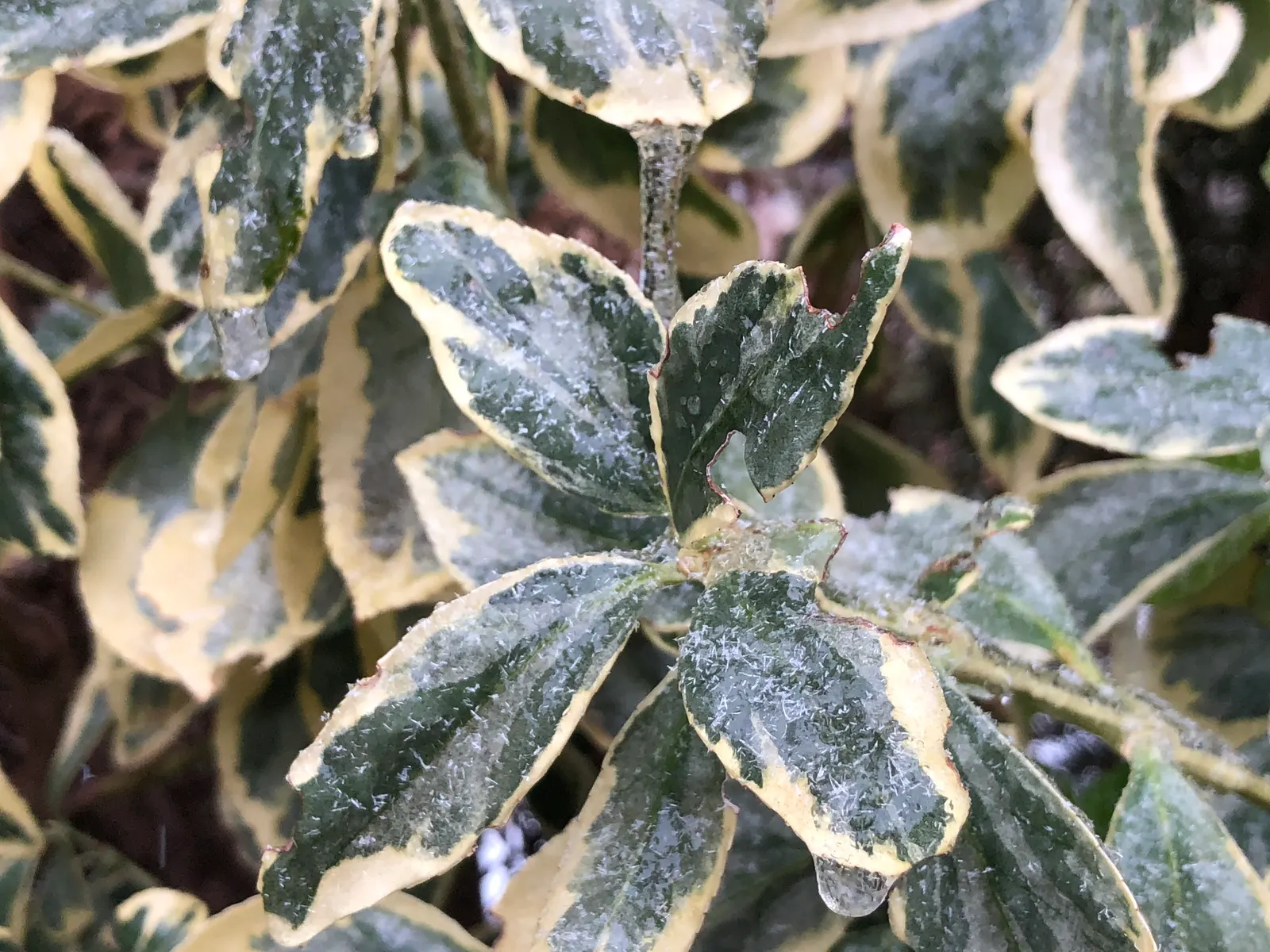 Silver King Euonymus (Euonymus Japonicus 'Silver King') — Reaching a mature height of approximately 4 to 6 feet and spreading around 2 to 4 feet wide