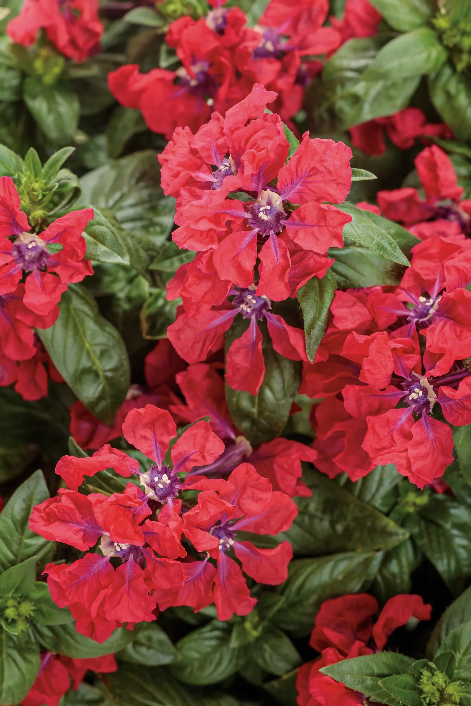 Watermelon Wine™ cuphea (Cuphea procumbens) — self-cleaning blossoms appear continuously from spring through fall