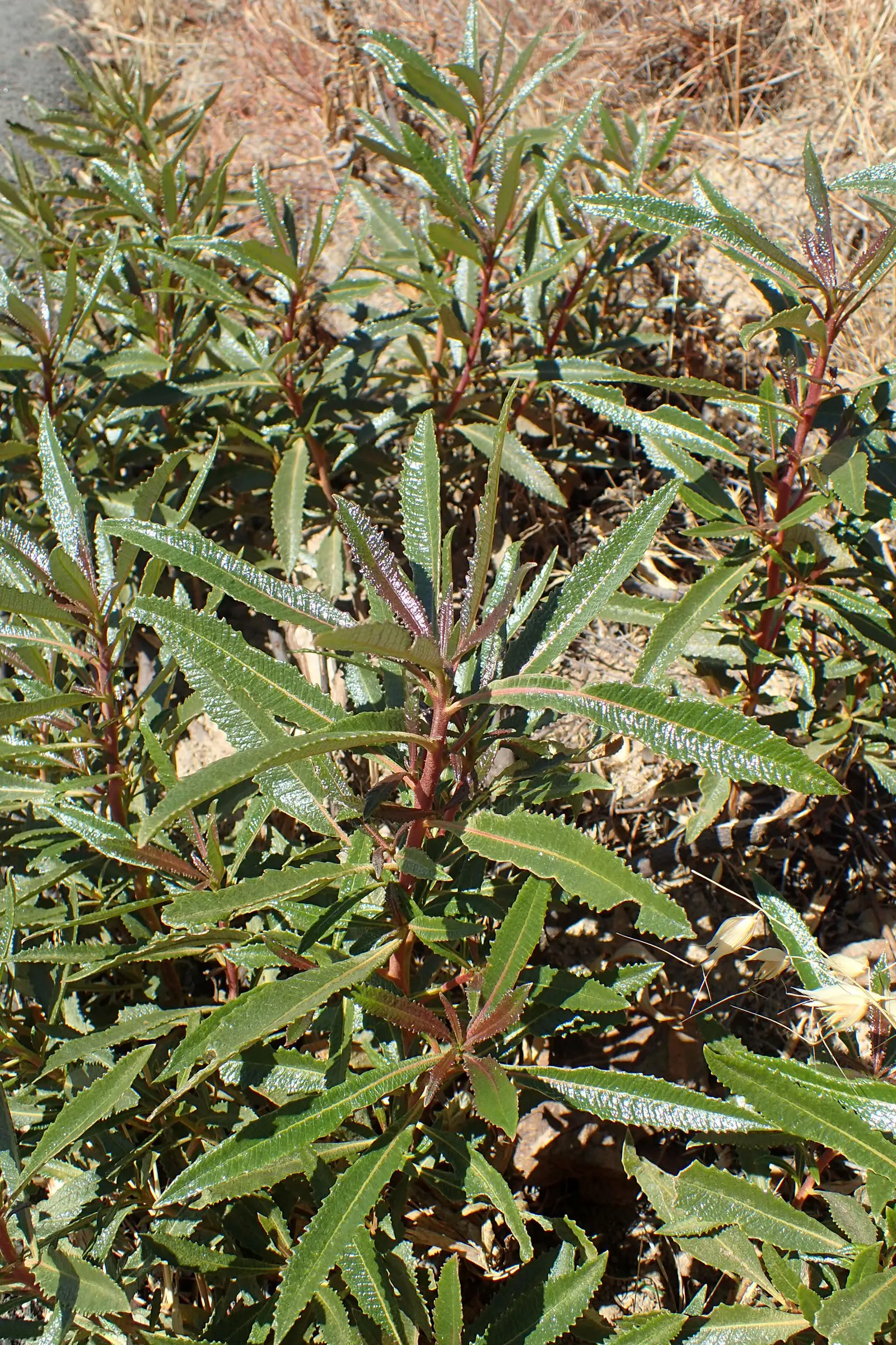 Yerba Santa (Eriodictyon Californicum) — this drought-tolerant plant thrives in full sun and well-drained soil