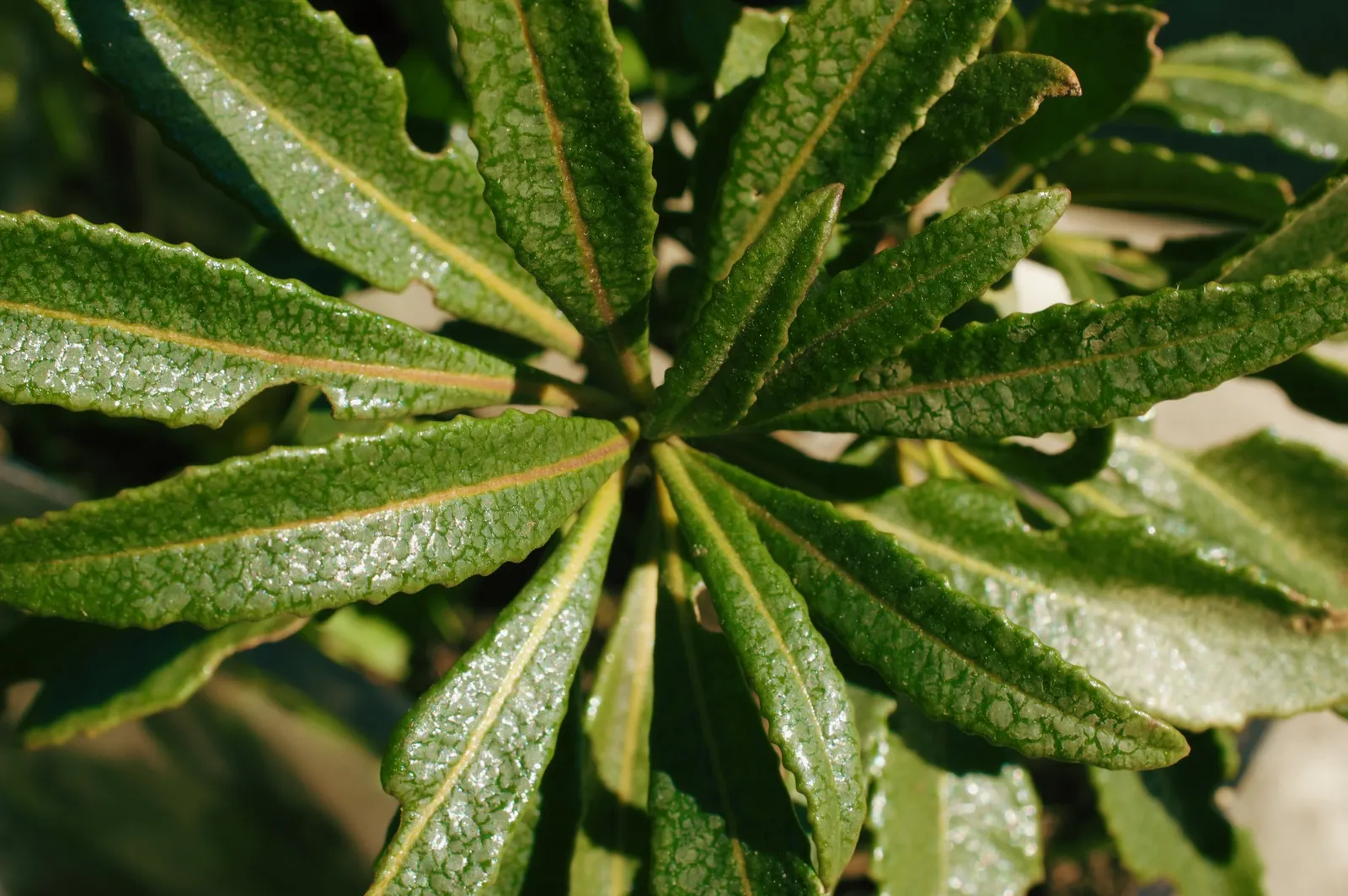 Yerba Santa (Eriodictyon Californicum) — Ideal for attracting pollinators and providing year-round interest