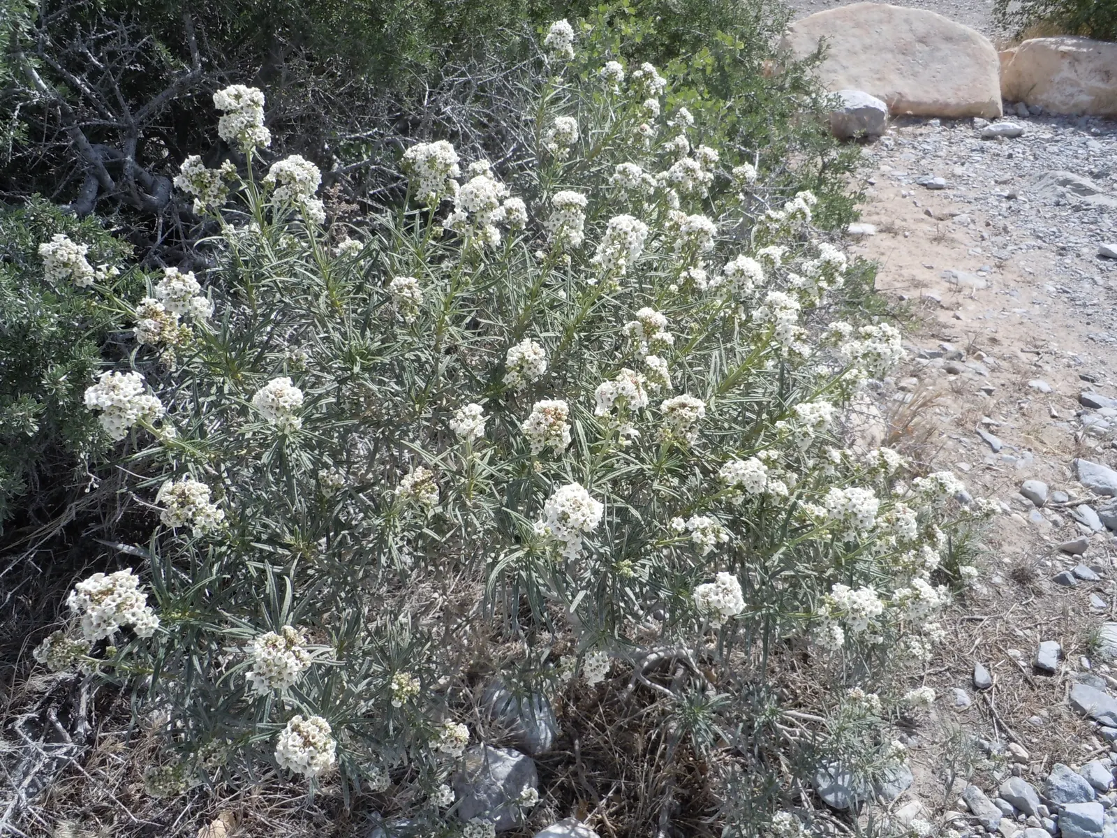 Yerba Santa (Eriodictyon Californicum) — scientifically referred to as Eriodictyon californicum