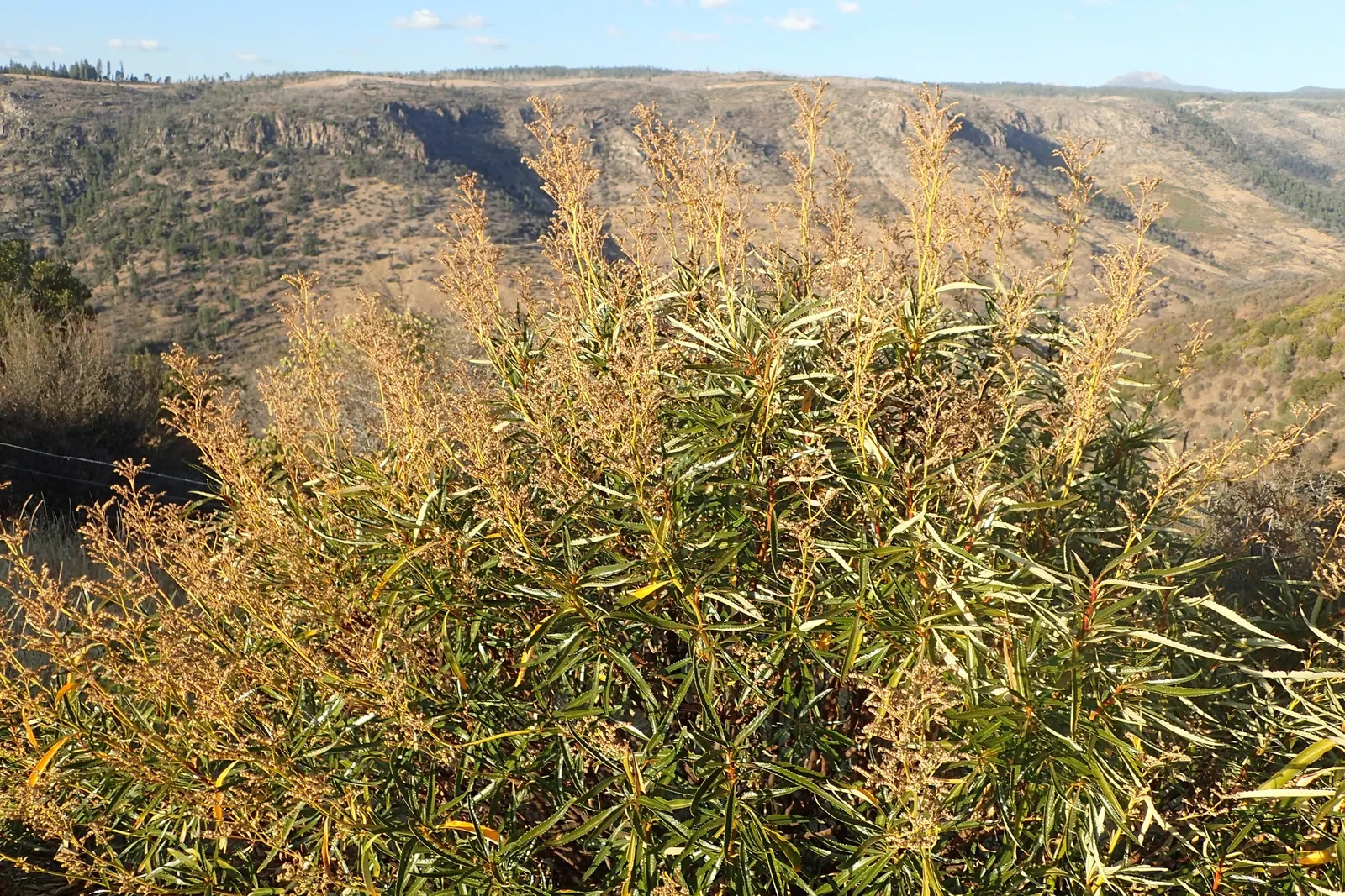 Yerba Santa (Eriodictyon Californicum) — Typically reaching 3-4 feet in height and width
