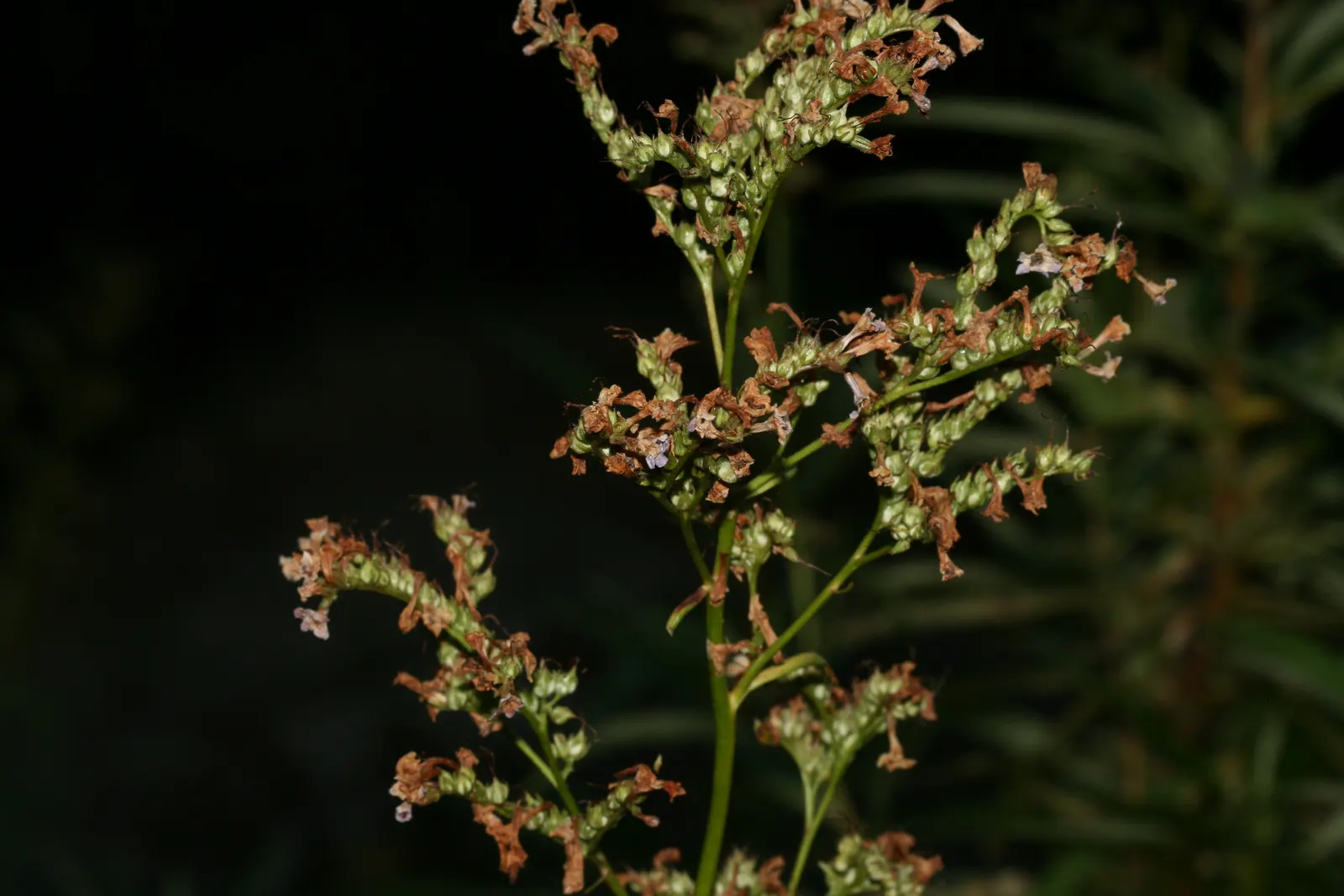 Yerba Santa (Eriodictyon Californicum) — is a resilient perennial shrub native to California