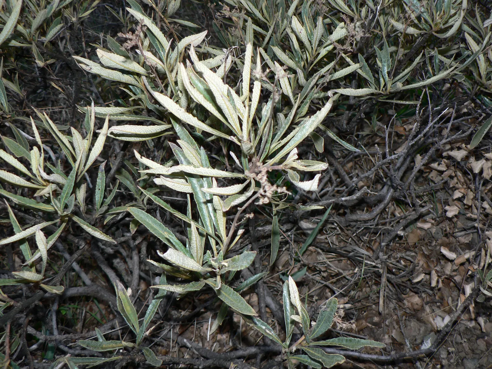 Yerba Santa (Eriodictyon Californicum) — These leaves possess a unique stickiness and a fragrant