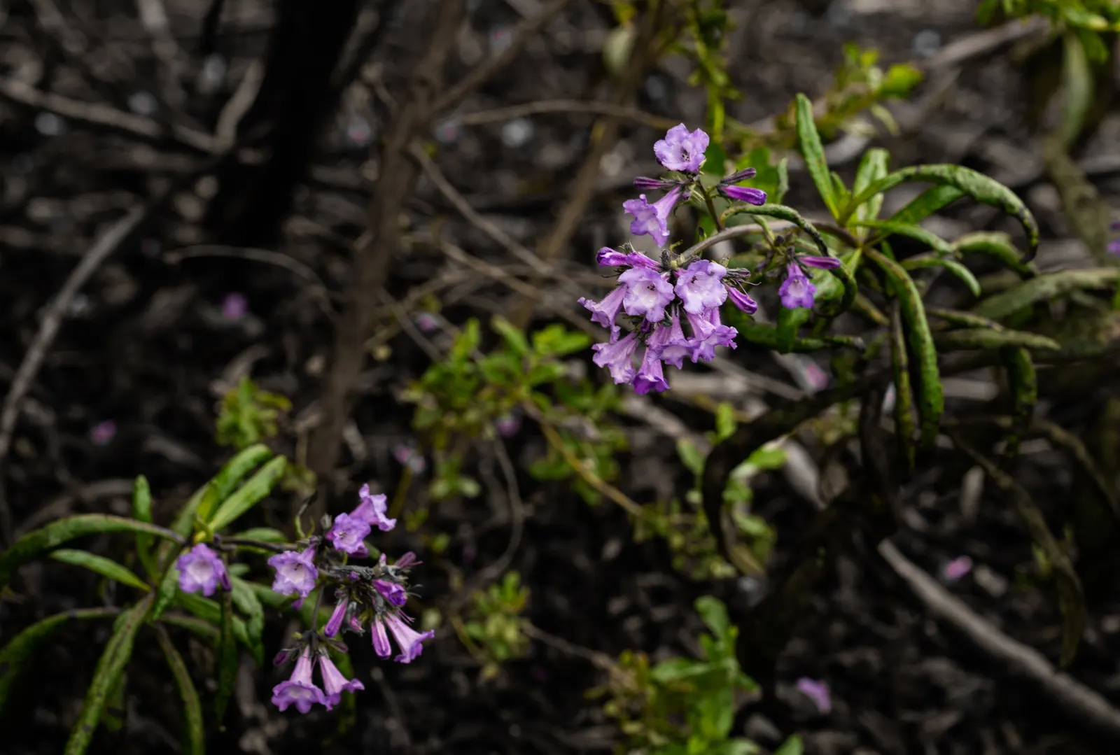 Yerba Santa (Eriodictyon Californicum) — making it a low-maintenance choice for water-wise gardens