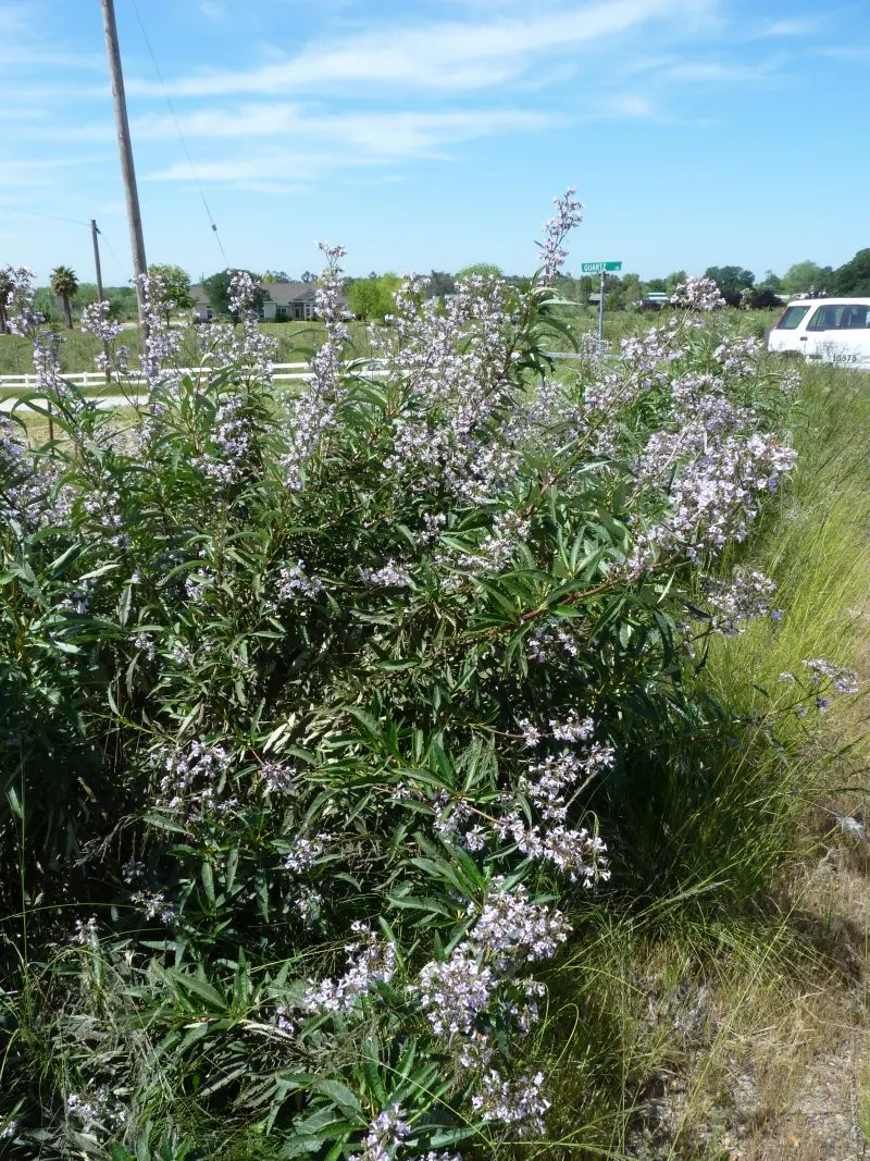 Yerba Santa (Eriodictyon Californicum) — dark green leaves and clusters of yellow flowers