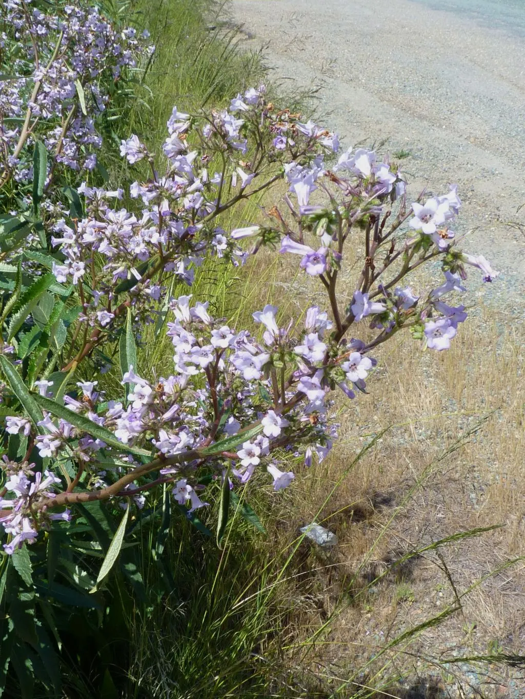 Yerba Santa (Eriodictyon Californicum) — adding vibrant color and texture to any landscape