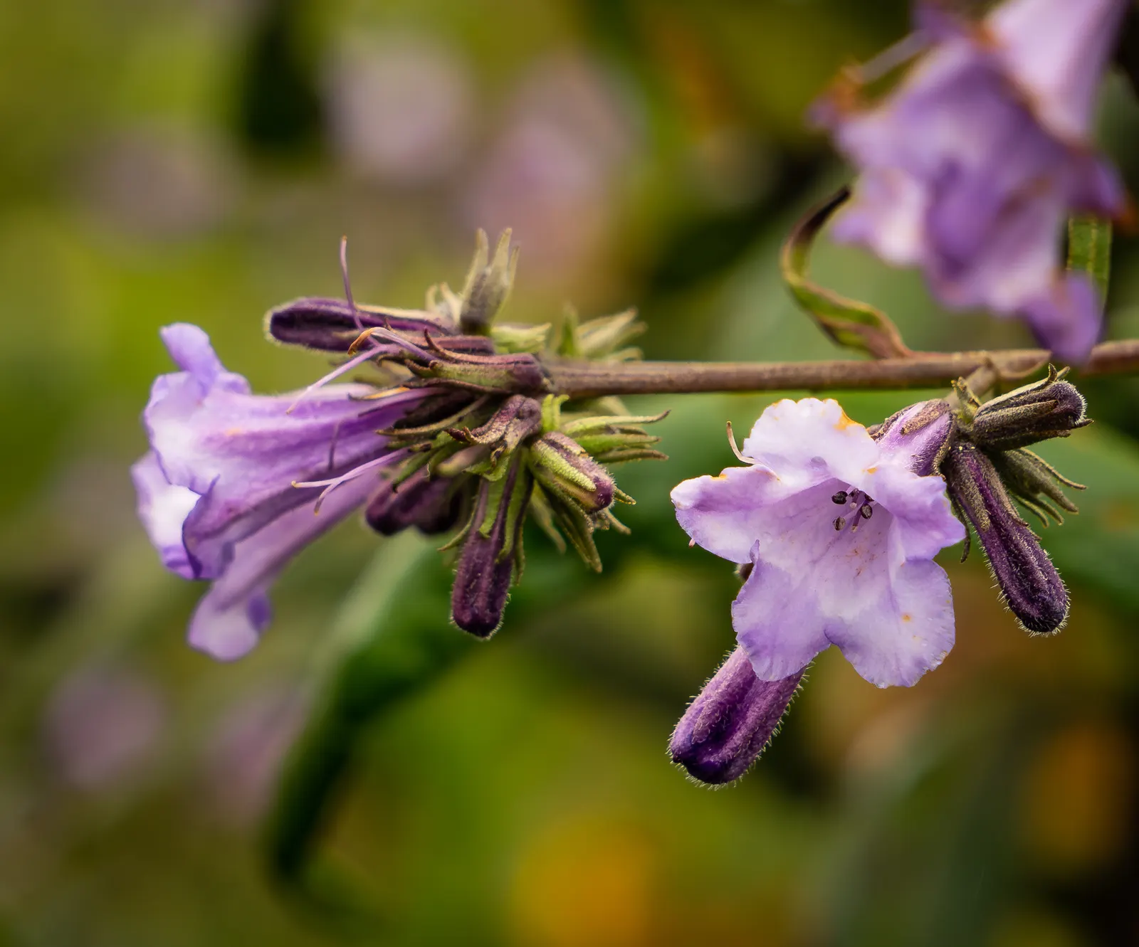 Yerba Santa (Eriodictyon Californicum) — lance-shaped leaves that can grow up to 6 inches long
