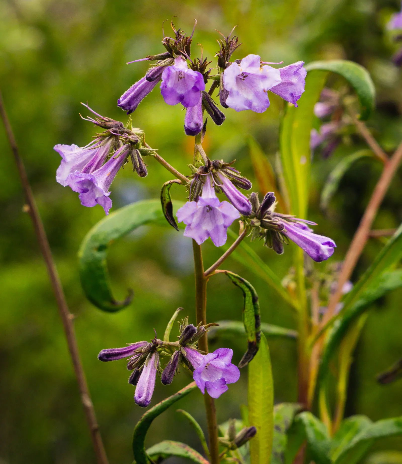 Yerba Santa (Eriodictyon Californicum) — This resilient plant typically reaches heights of around 3 to 5 feet