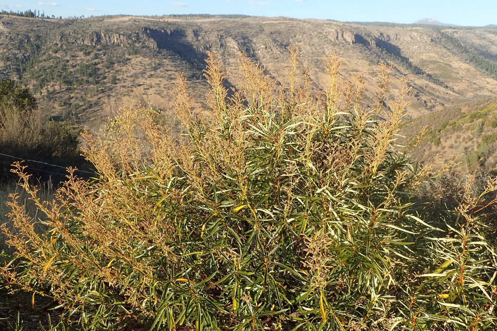 Yerba Santa (Eriodictyon Californicum) — commonly known as Linear Leaved Goldenbush; adding vibrant color and texture to any landscape