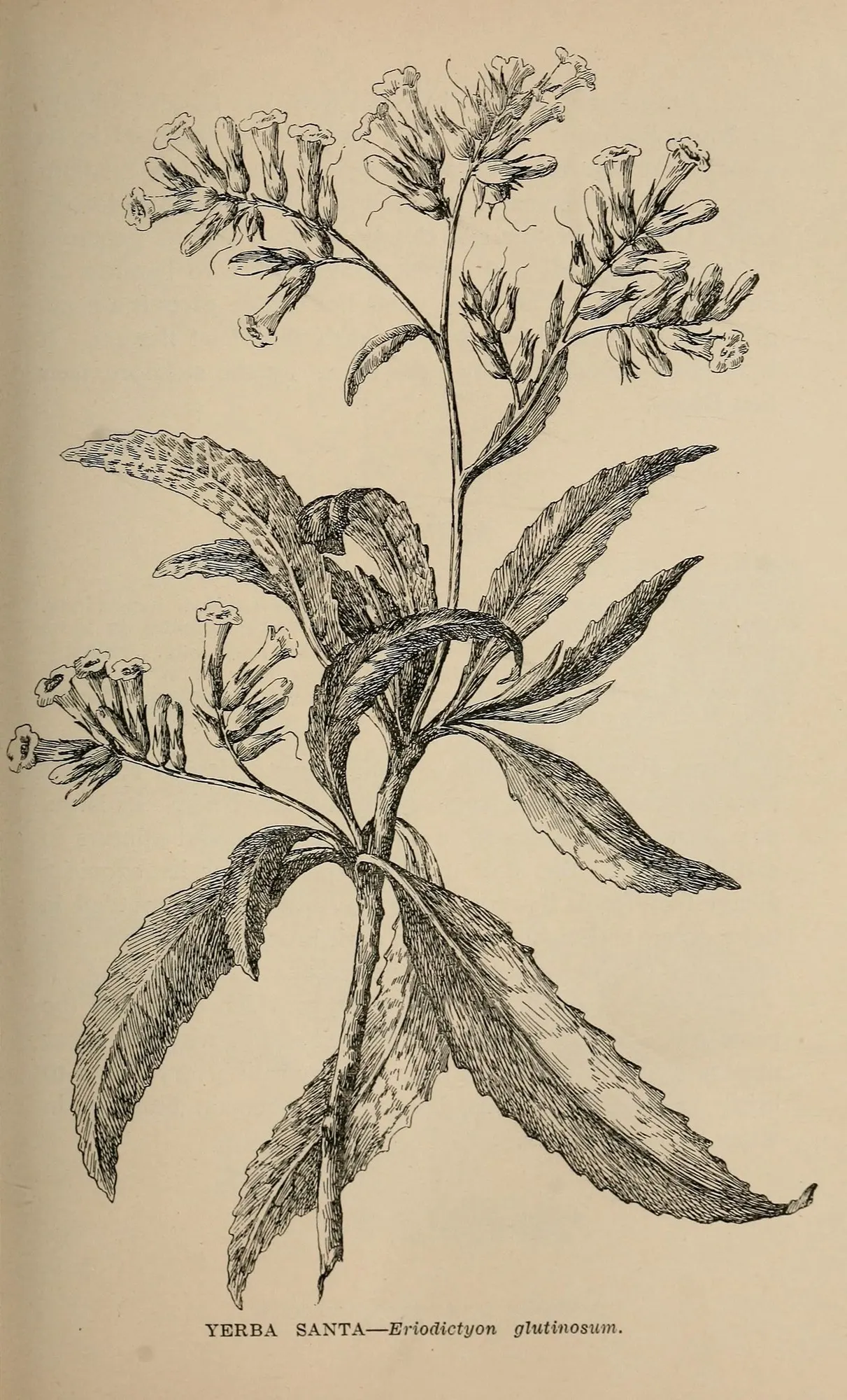 Yerba Santa (Eriodictyon Californicum) — an excellent feature for water-wise landscapes