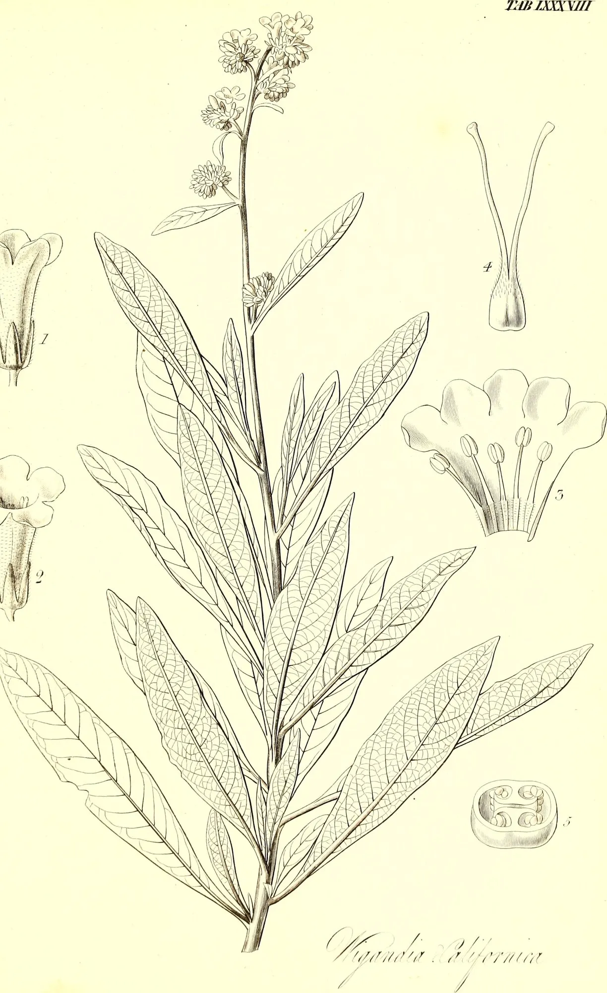 Yerba Santa (Eriodictyon Californicum) — making it relatively drought-tolerant once established