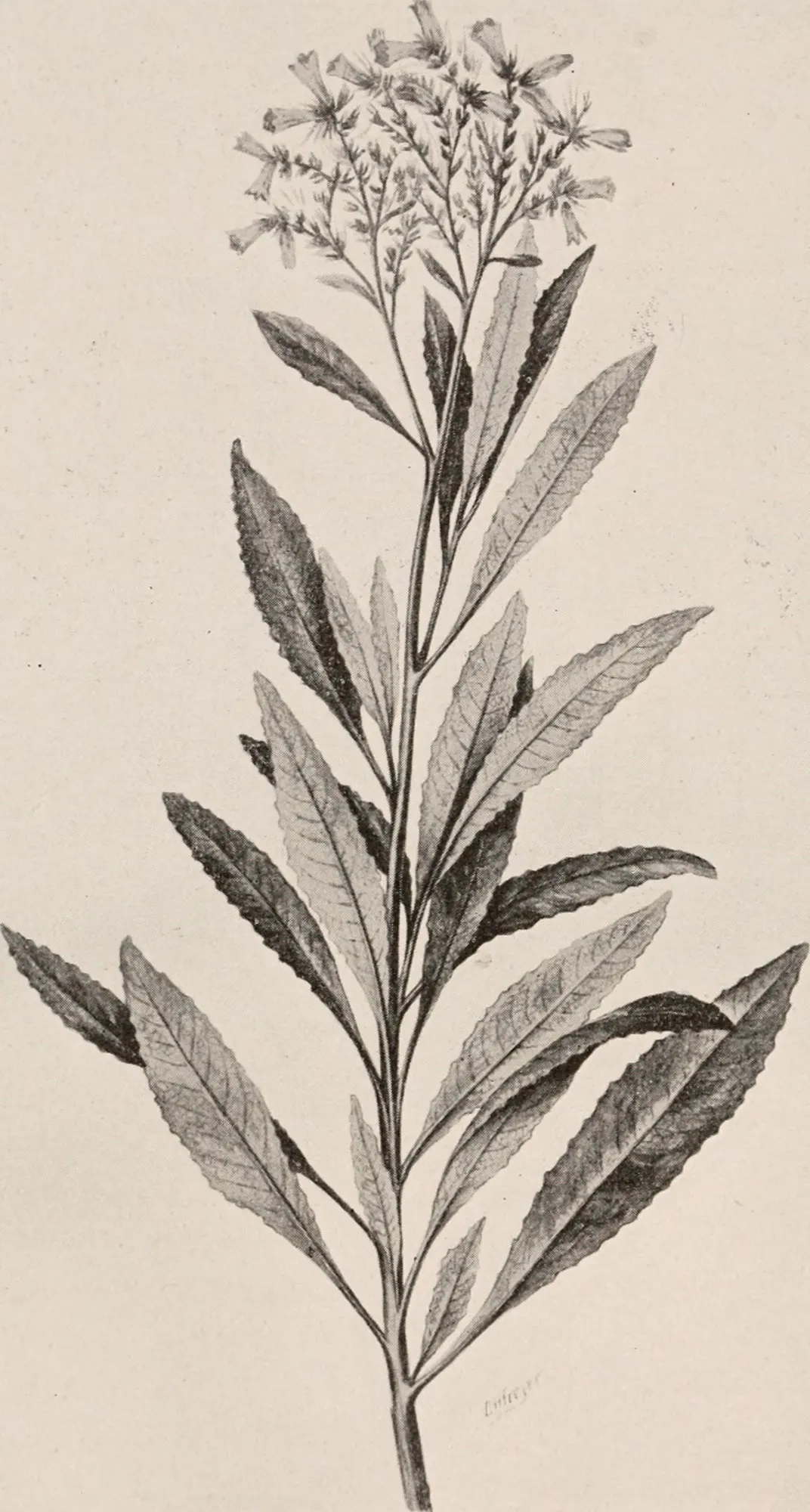 Yerba Santa (Eriodictyon Californicum) — shrub with blue and pink and purple and white blooms