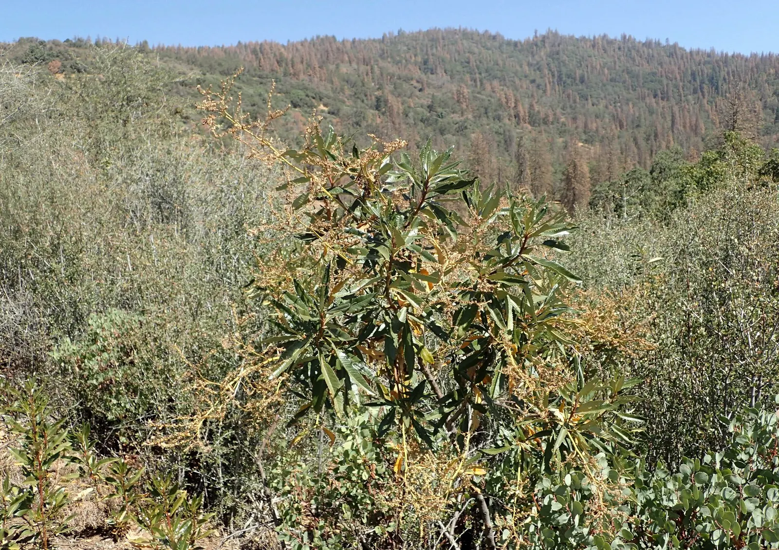Yerba Santa (Eriodictyon Californicum) — including bees and butterflies