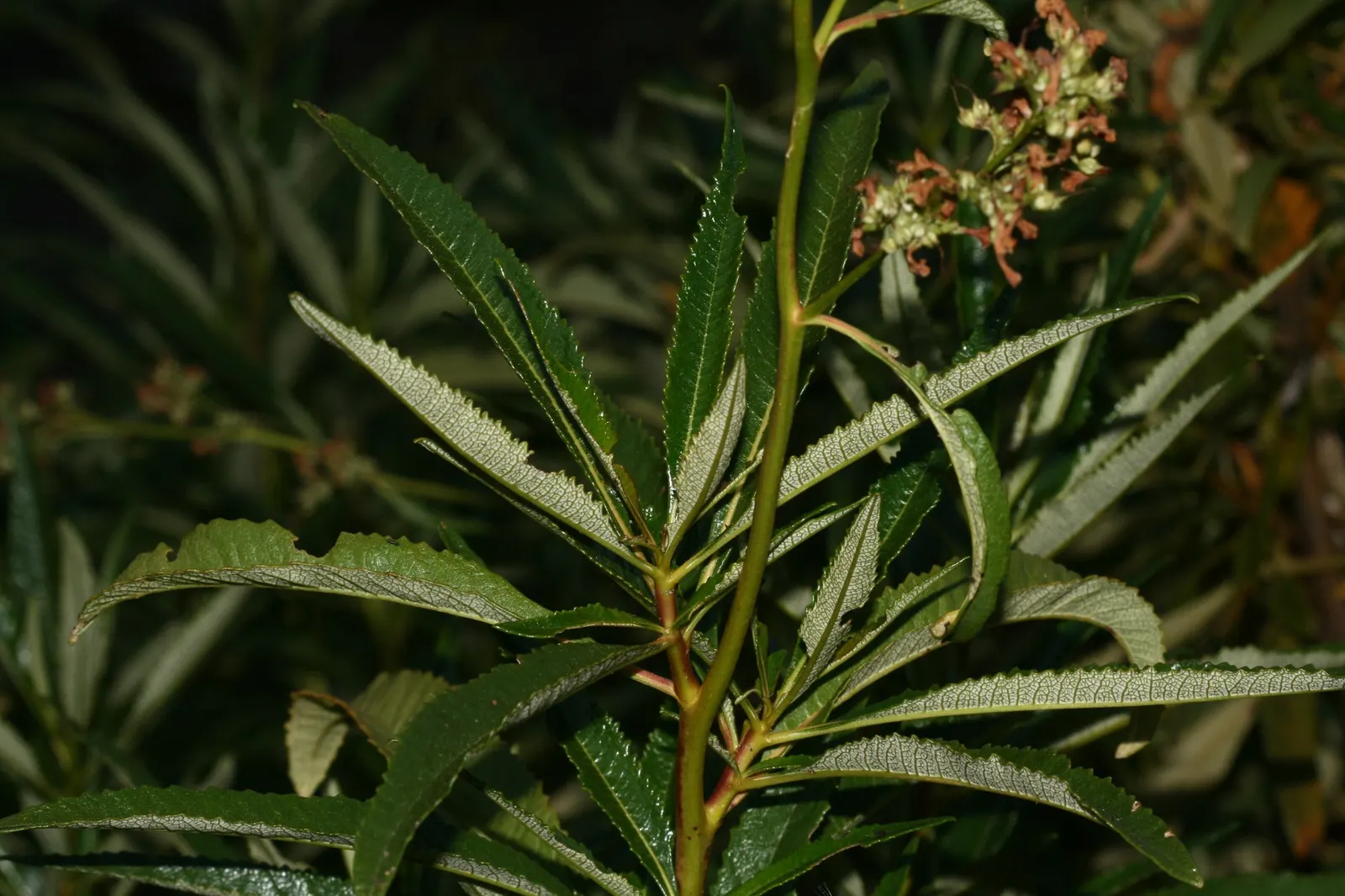 Yerba Santa (Eriodictyon Californicum) — During the late spring and early summer