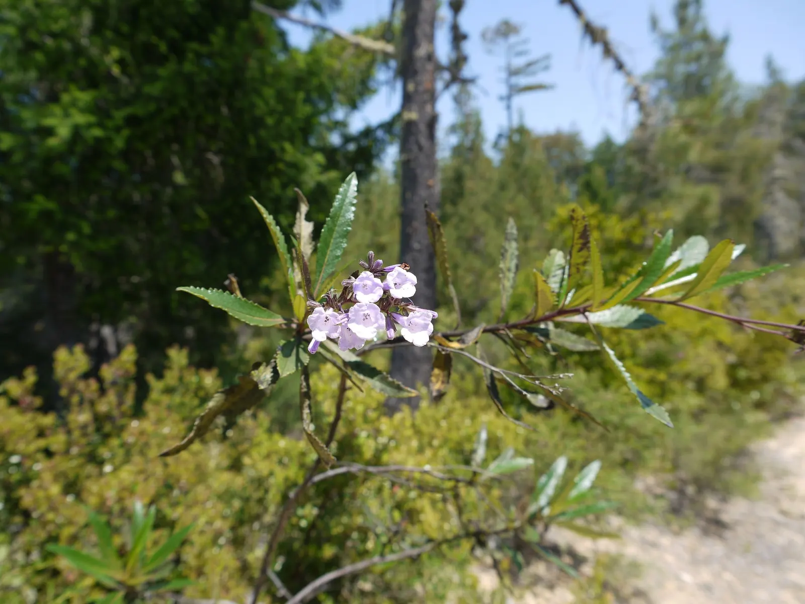 Yerba Santa (Eriodictyon Californicum) — a delightful sensory addition to the garden