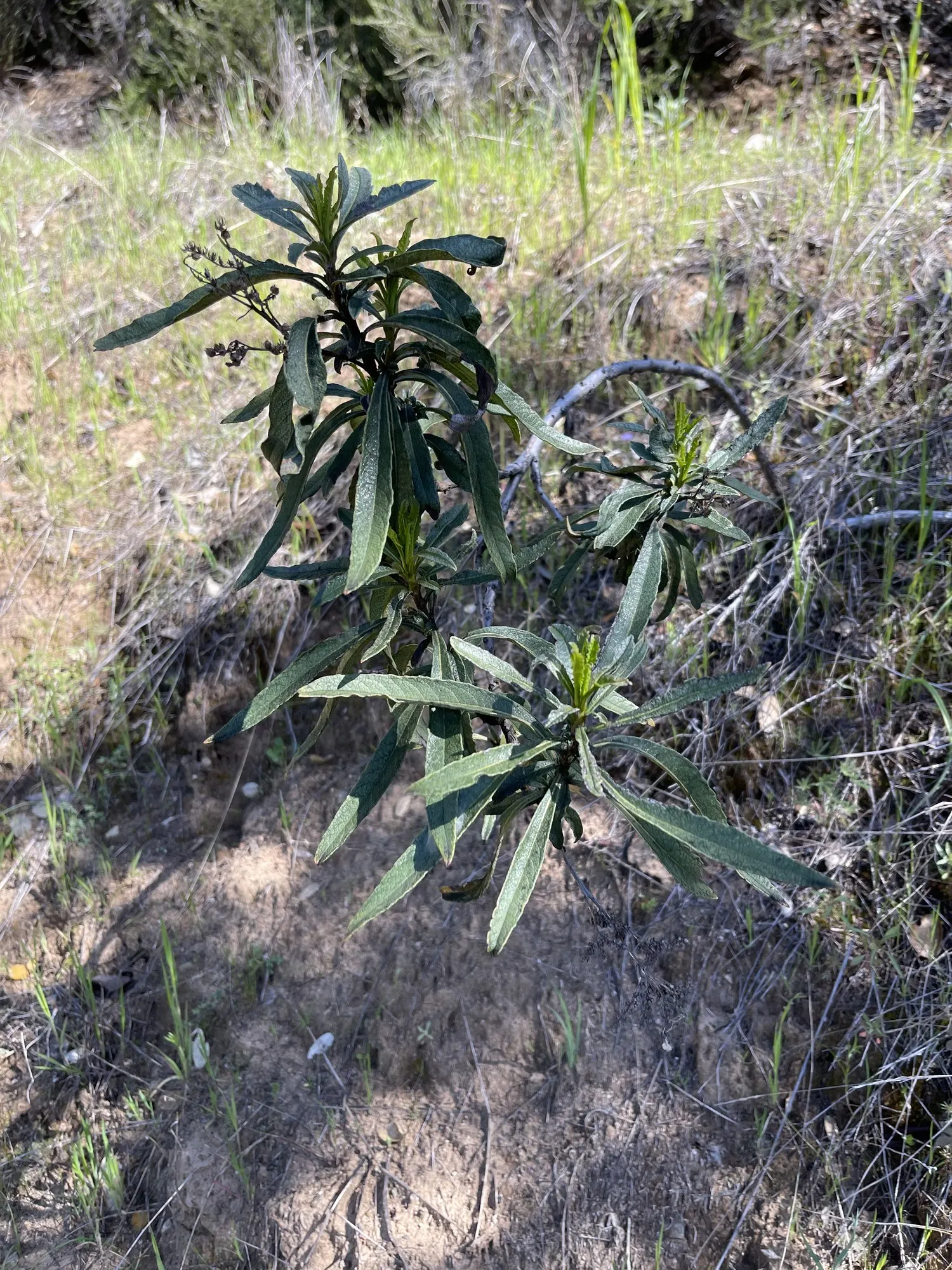 Yerba Santa (Eriodictyon Californicum) — Additionally, it's an eco-friendly choice that supports local wildlife and conservation efforts
