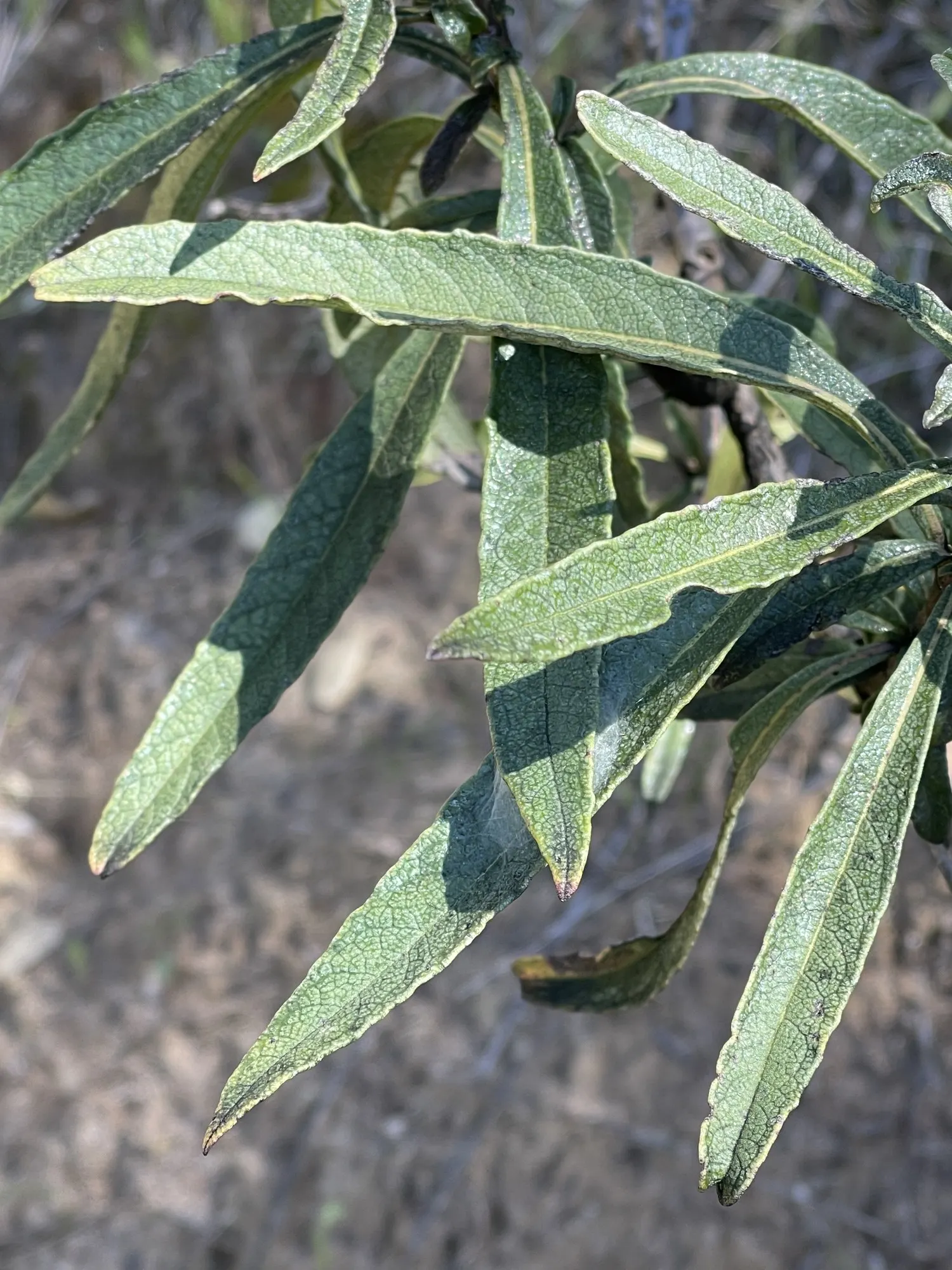 Yerba Santa (Eriodictyon Californicum) — aesthetically pleasing shrub that pays homage to the rich biodiversity of the Californian chaparral