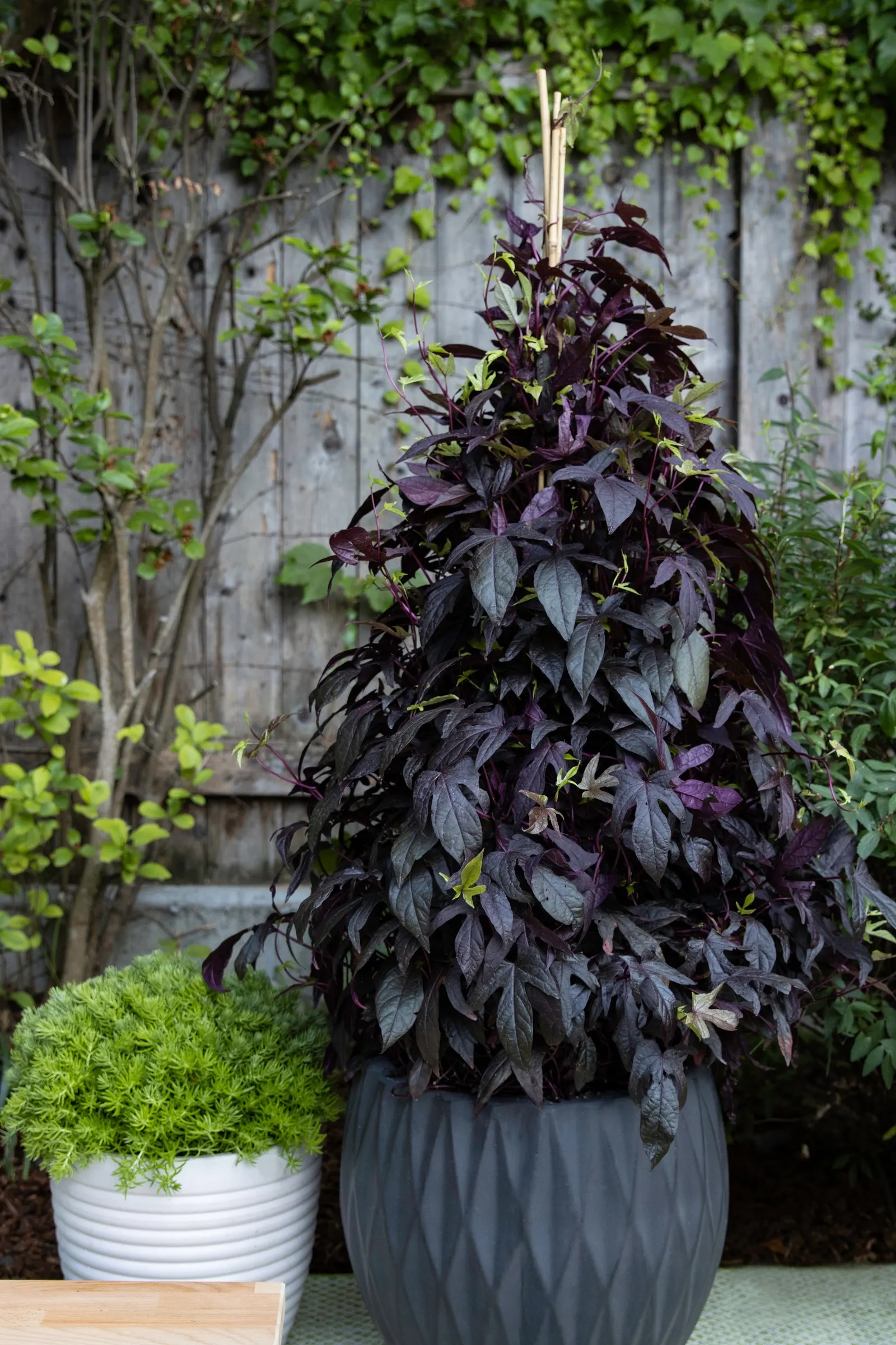 Sweet Caroline Upside™ Key Lime Ornamental Sweet Potato Vine (Ipomoea batatas) — chartreuse presence that instantly brightens mixed plantings