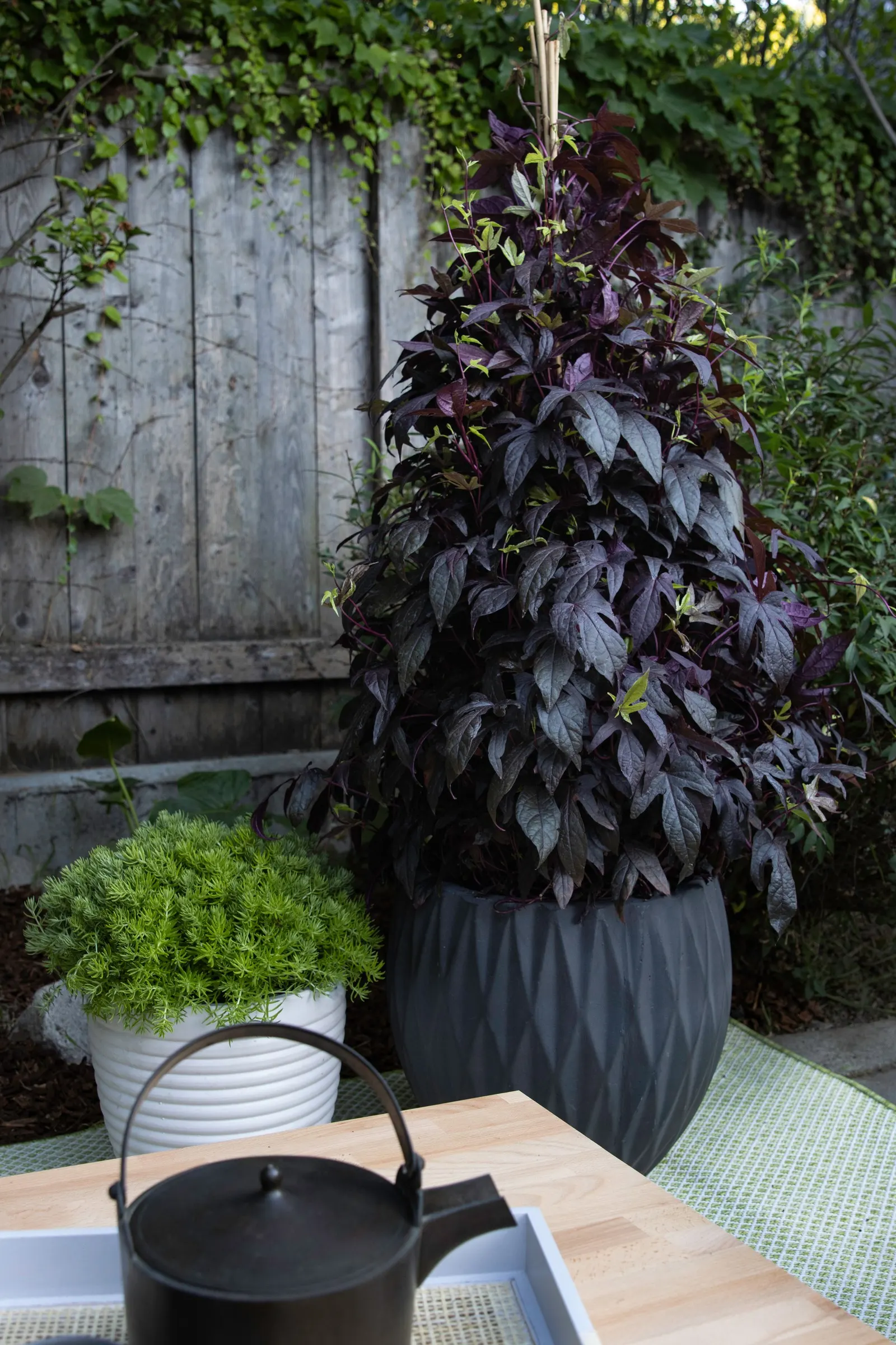 Sweet Caroline Upside™ Key Lime Ornamental Sweet Potato Vine (Ipomoea batatas) — lime-green leaves read as both vivid and refined