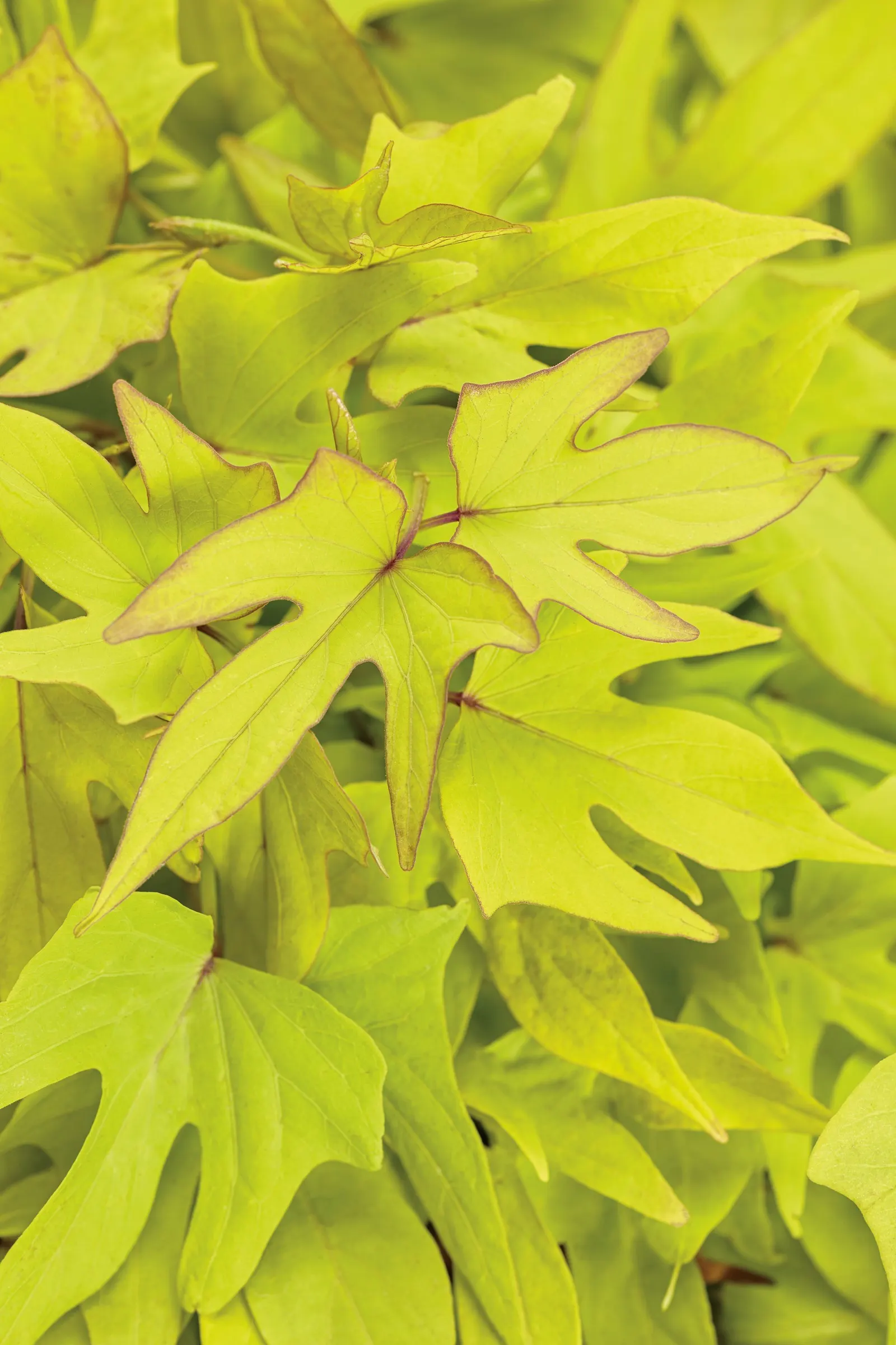 Sweet Caroline Upside™ Key Lime Ornamental Sweet Potato Vine (Ipomoea batatas) — with no deadheading required; if the plant begins to overtake more delicate