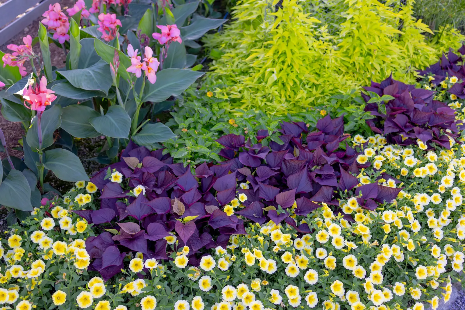 Sweet Caroline Upside™ Key Lime Ornamental Sweet Potato Vine (Ipomoea batatas) — commonly referred to as Sweet Caroline Upside™ Key Lime Ornamental Sweet