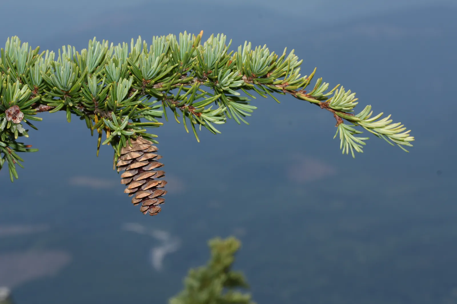 Mountain Hemlock (Tsuga Mertensiana) — and exhibit a distinct bluish-green hue