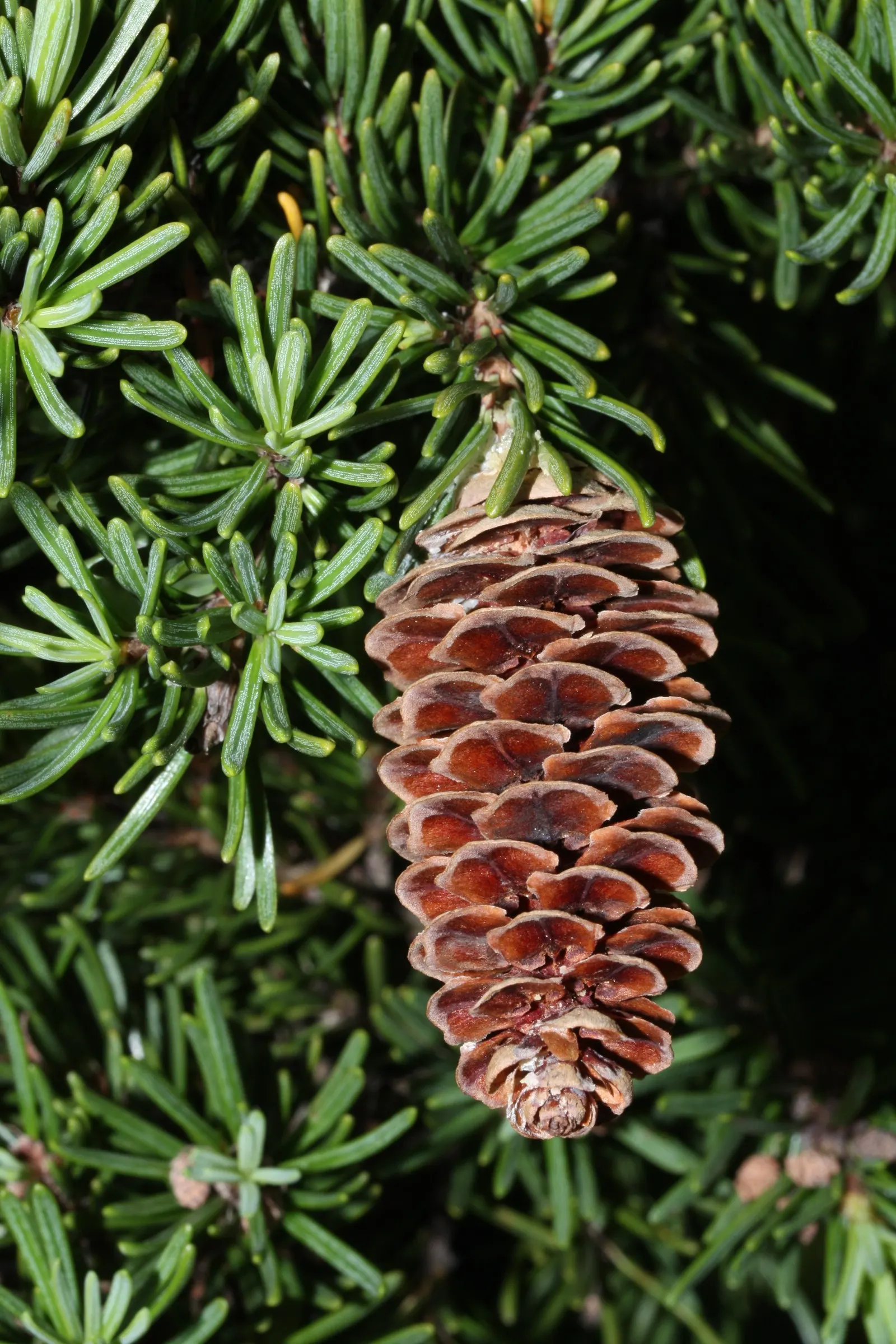 Mountain Hemlock (Tsuga Mertensiana) — making it an ideal specimen for larger gardens or park settings.<br><br>Adapted for cold environments