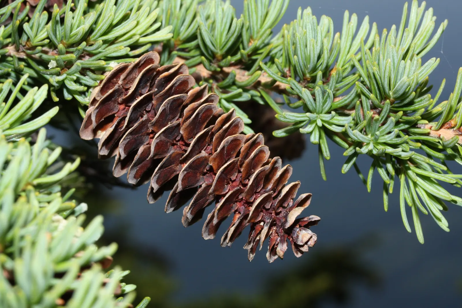 Mountain Hemlock (Tsuga Mertensiana) — making it ideal for naturalistic landscapes