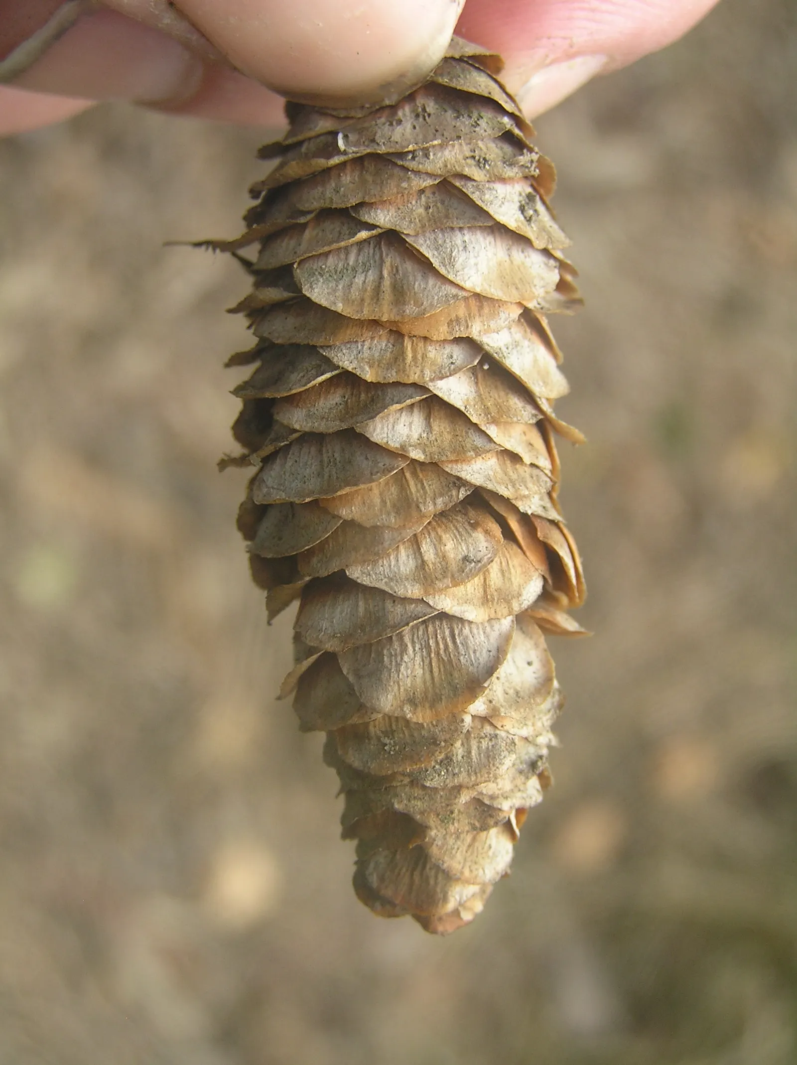 Mountain Hemlock (Tsuga Mertensiana) — Mountain Hemlock (Tsuga mertensiana) is a coniferous evergreen suited for cooler climates; this species thrives in