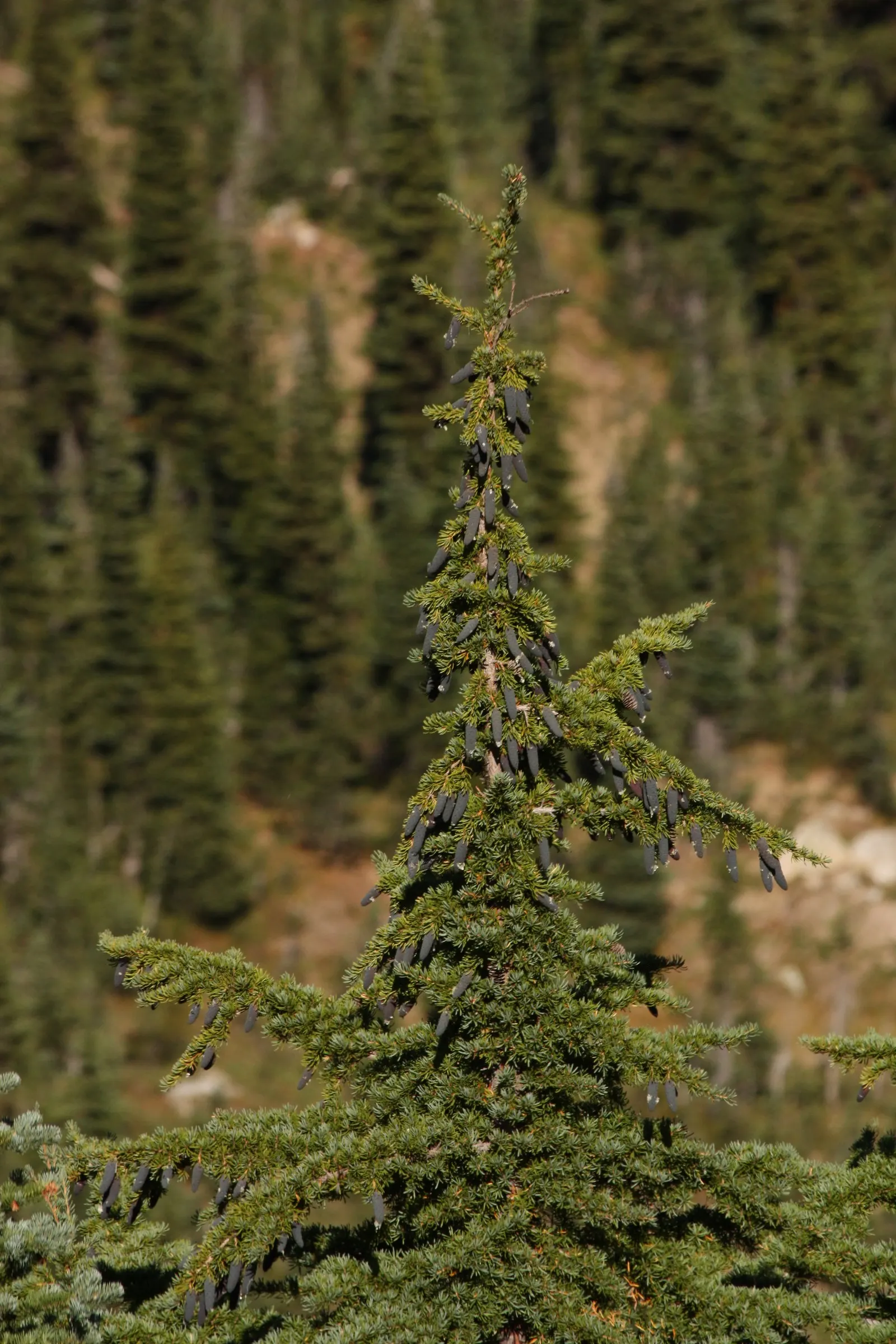 Mountain Hemlock (Tsuga Mertensiana) — Its narrow, conical shape and pendulous branches with fine, feathery foliage are distinctive