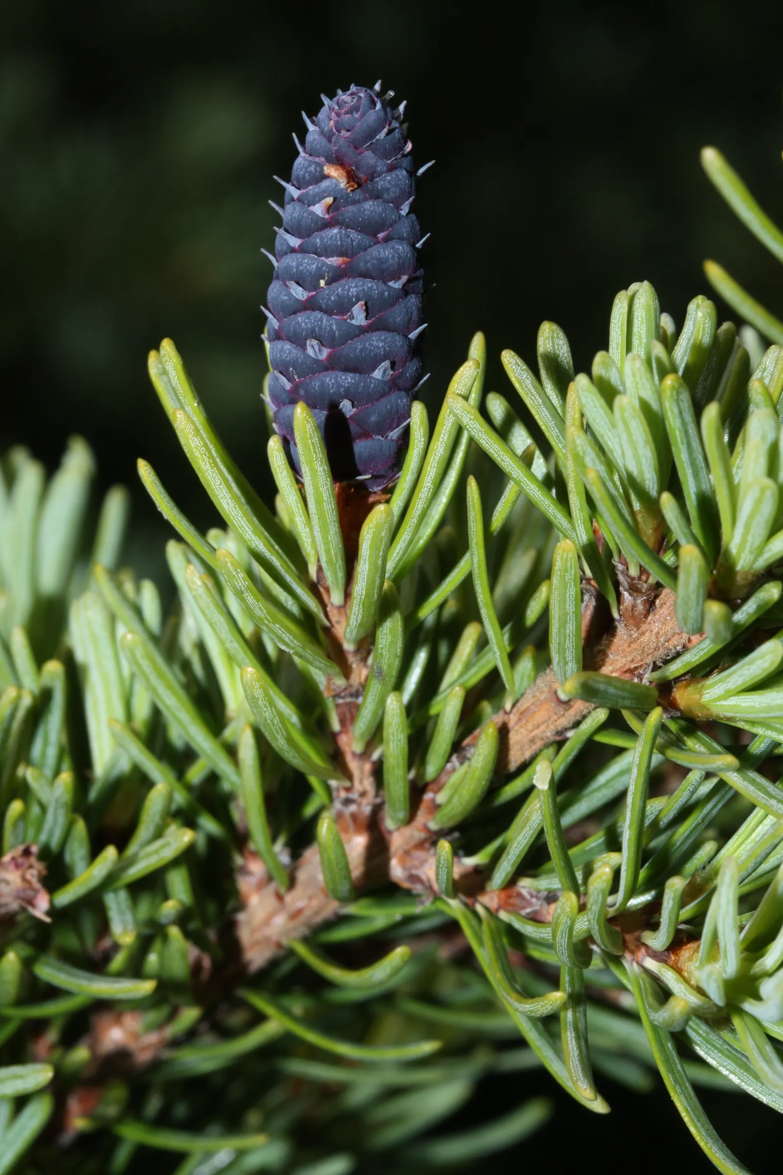 Mountain Hemlock (Tsuga Mertensiana) — The mountain hemlock's pyramidal shape
